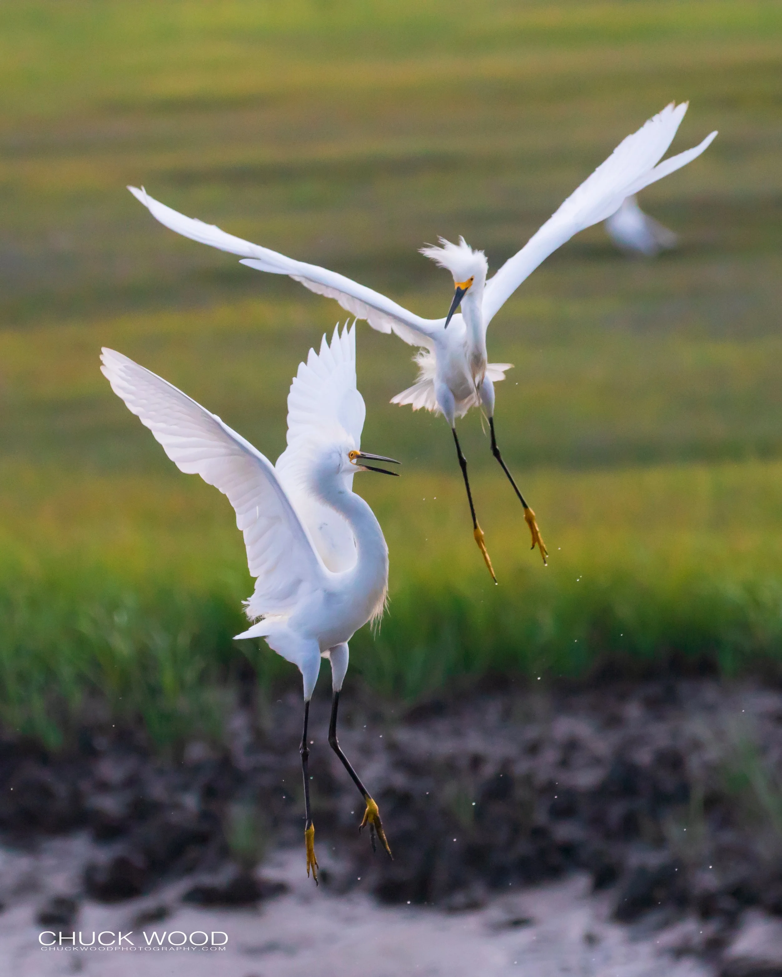  Forsythe NWR, NJ 2019 