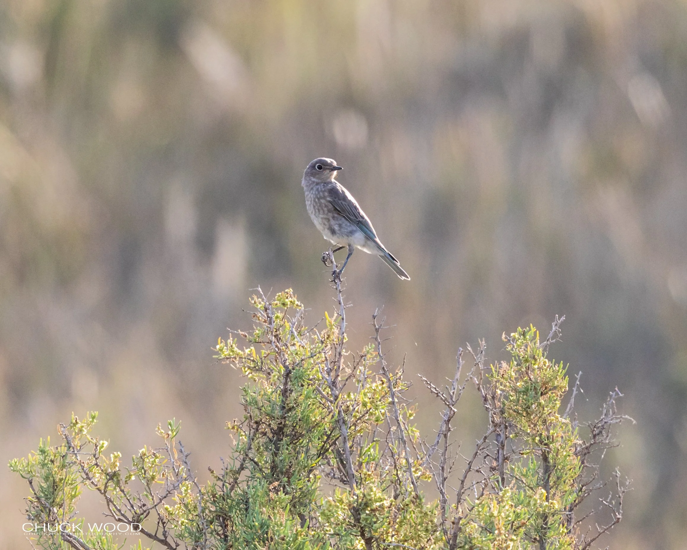  Theodore Roosevelt NP, ND 2020 