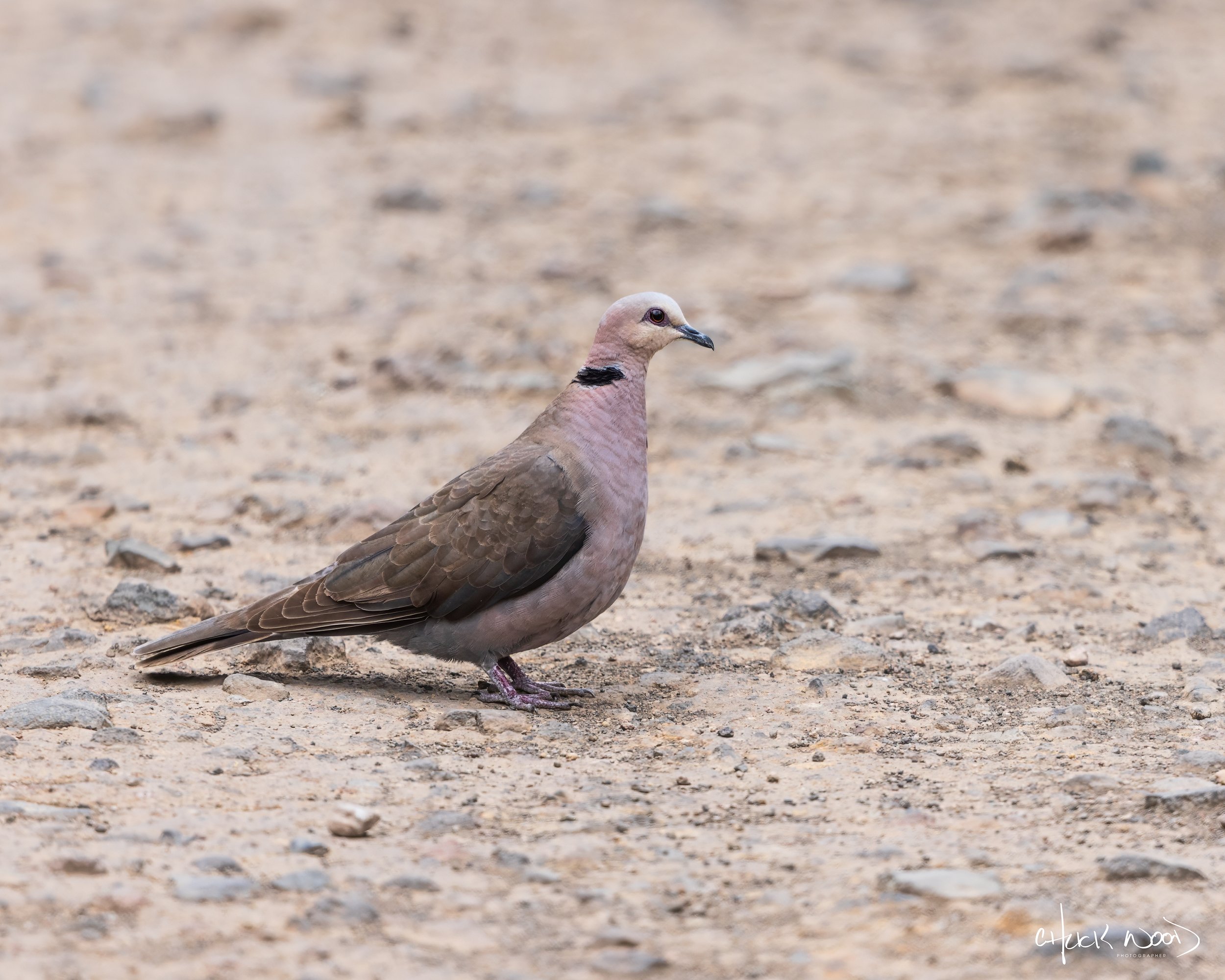  Arusha, Tanzania 2021 