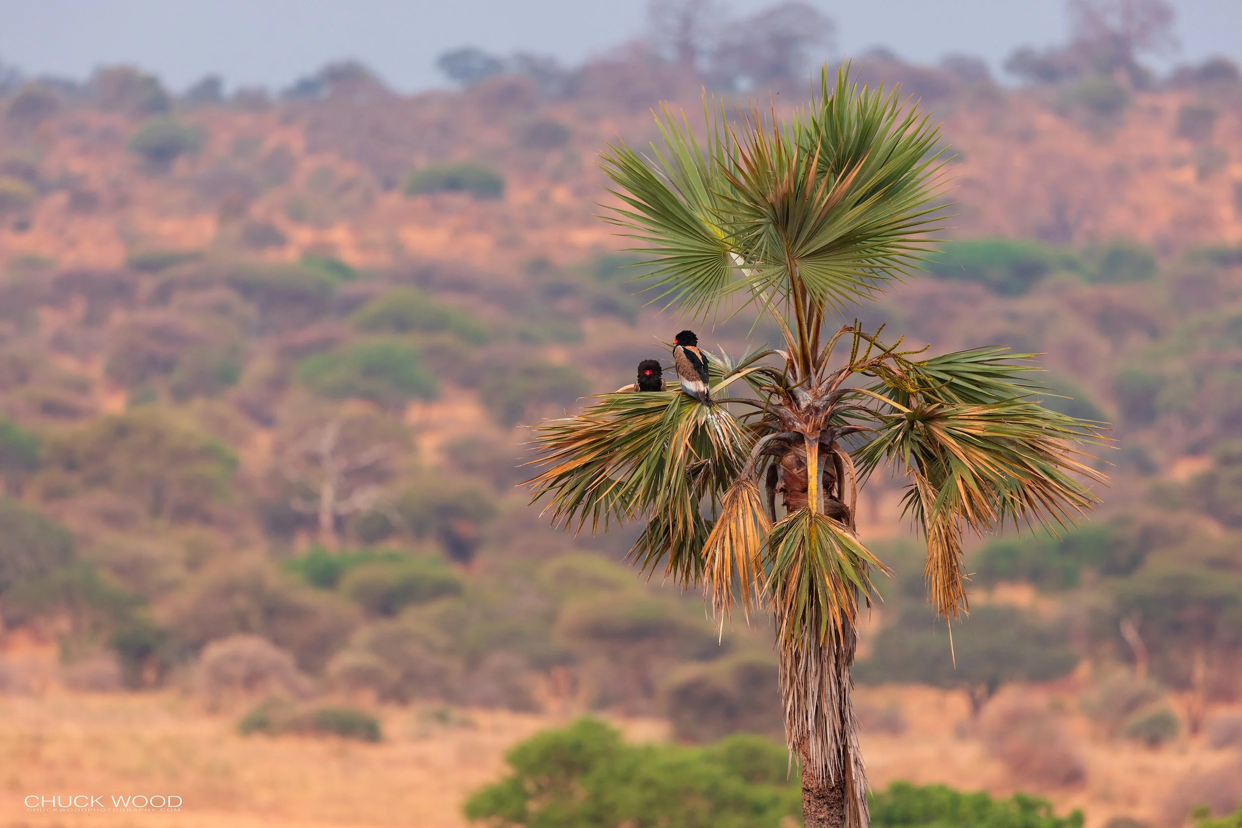  Tarangire, Tanzania 2021 