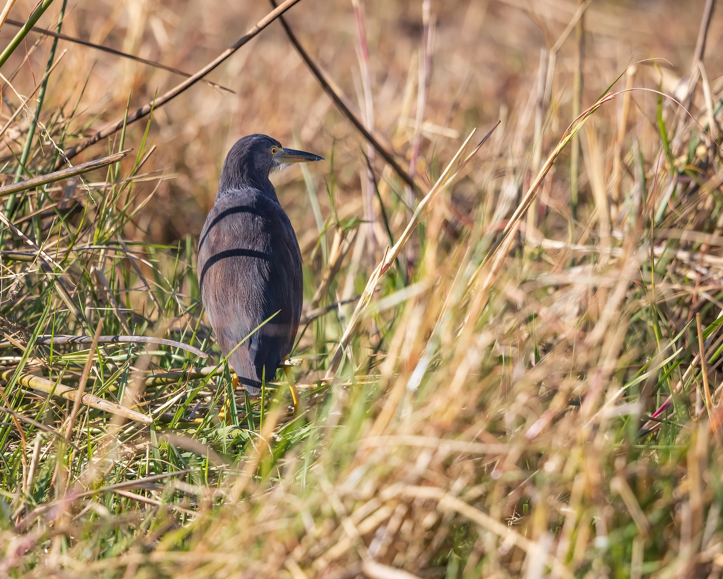  Khwai, Botswana, 2023 