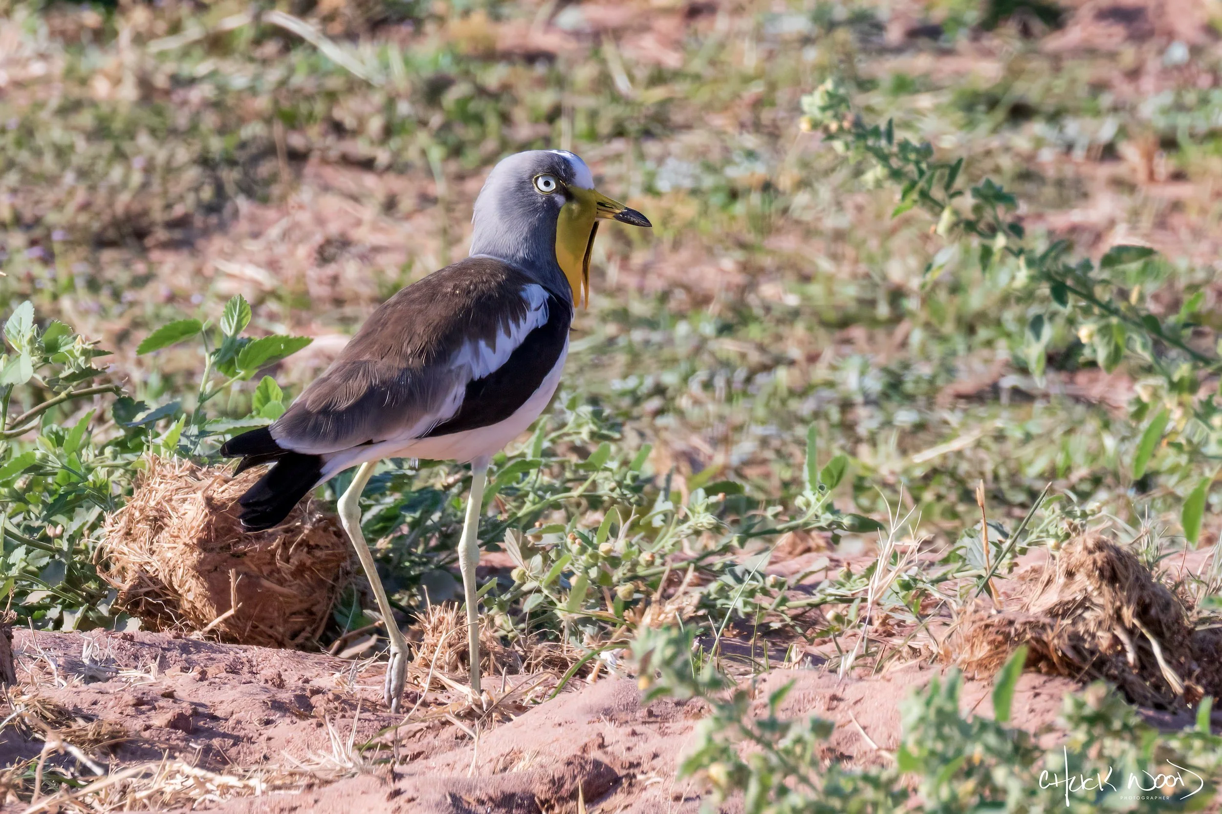  Lake Kariba, Zimbabwe 2019 