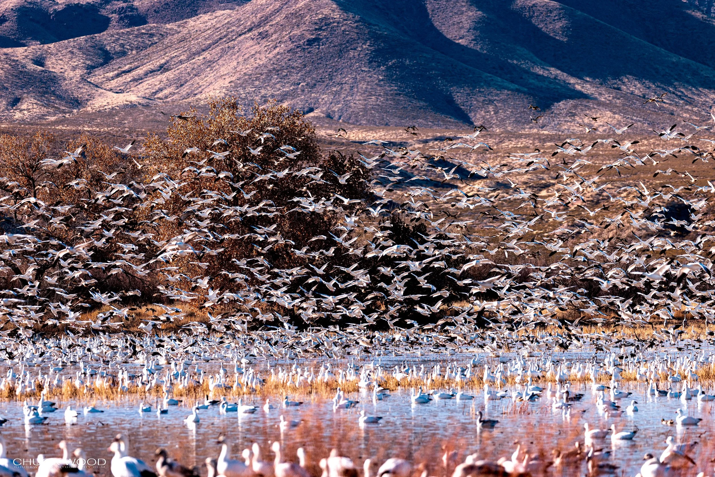  Bosque del Apache, NM 2021 