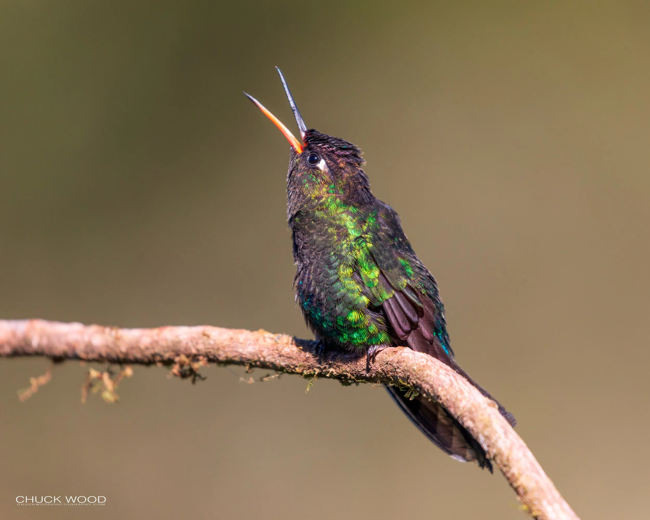  Paraiso Quetzal, Costa Rica 2020 