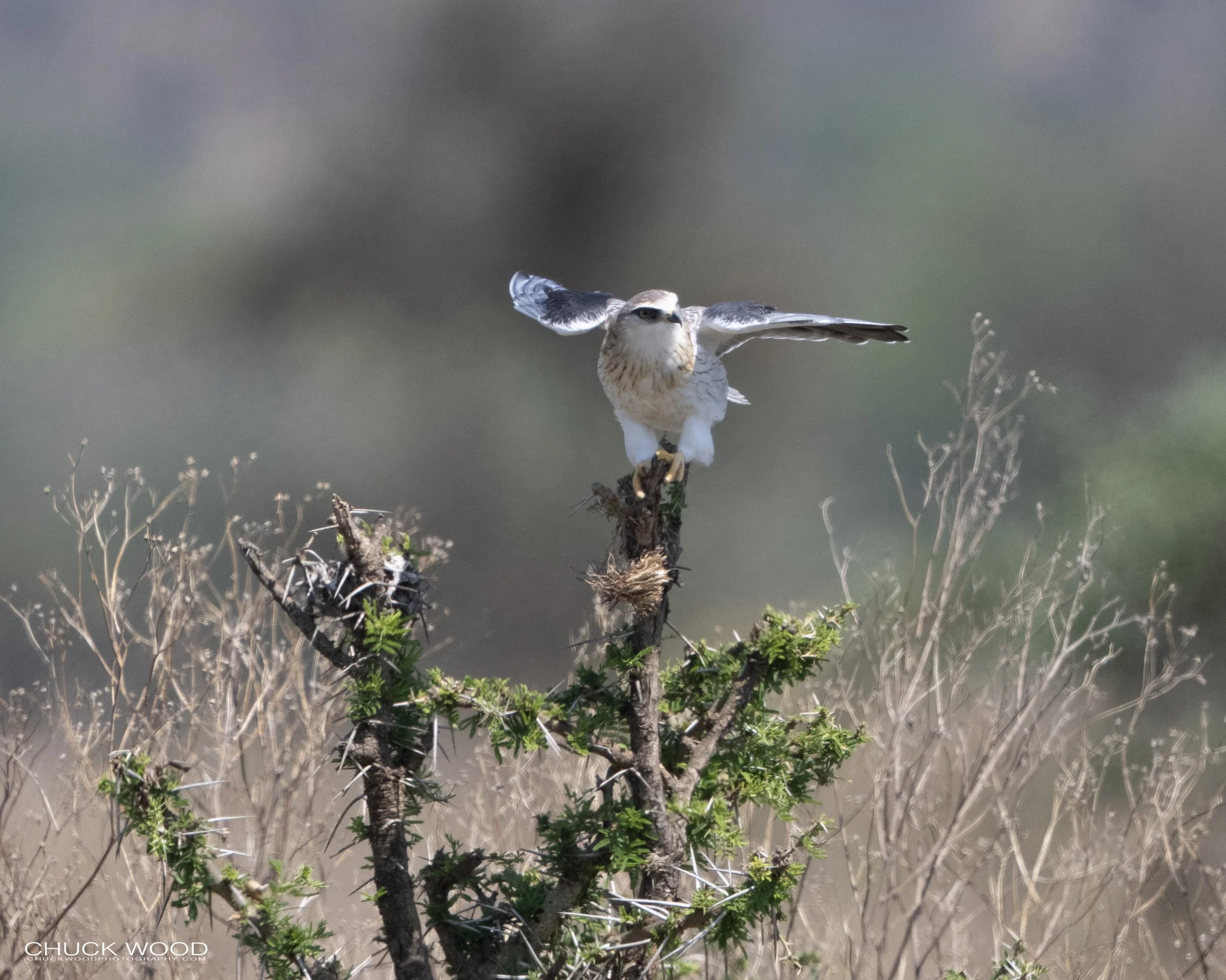  Serengeti, Tanzania 2021 