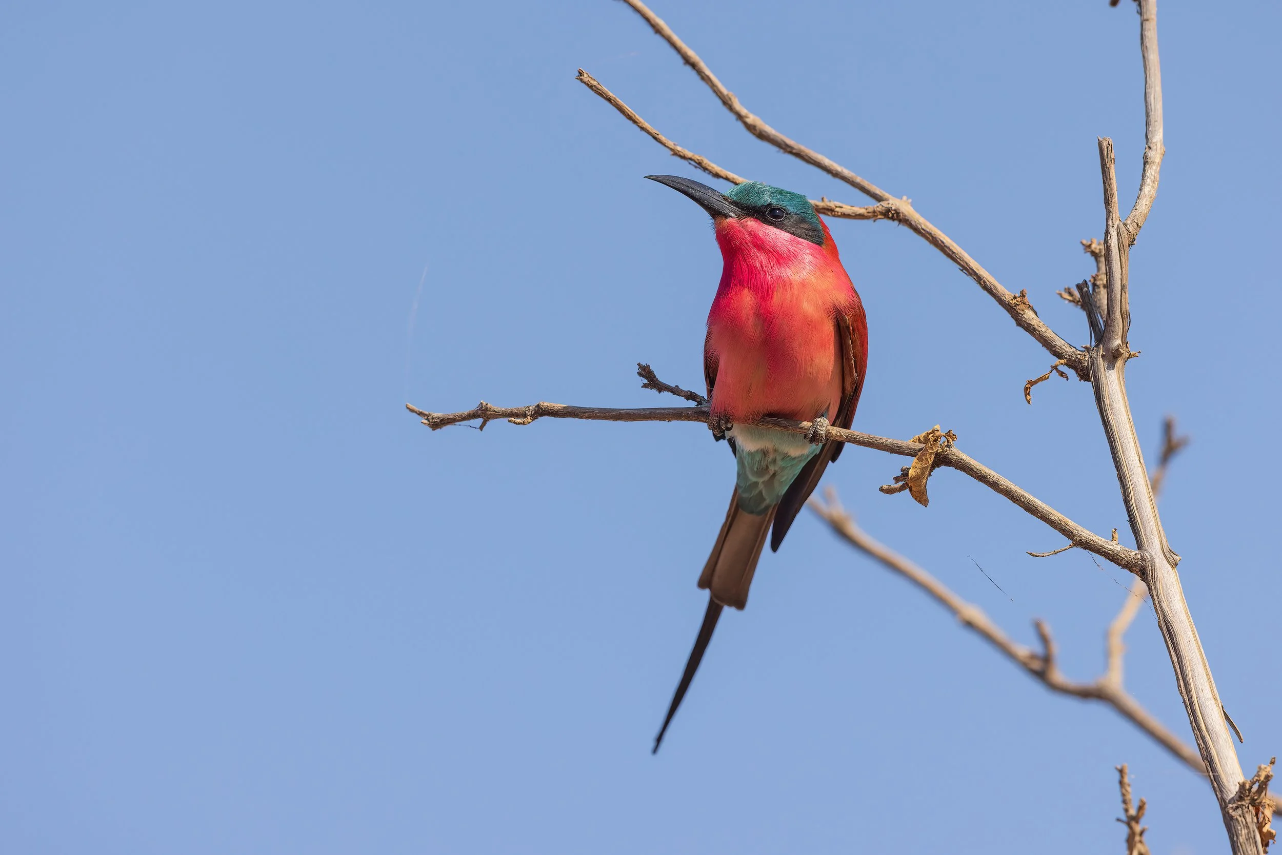  Chobe Riverfront, Tanzania 2023 
