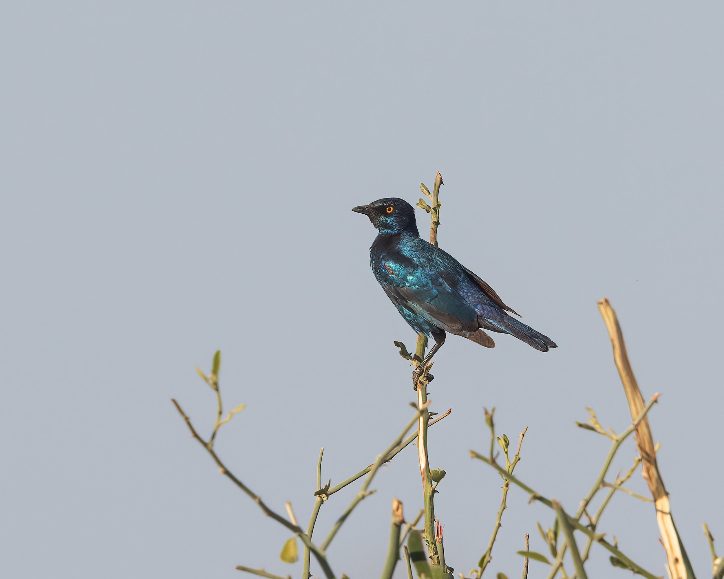   Chobe Riverfront, Botswana 2023 