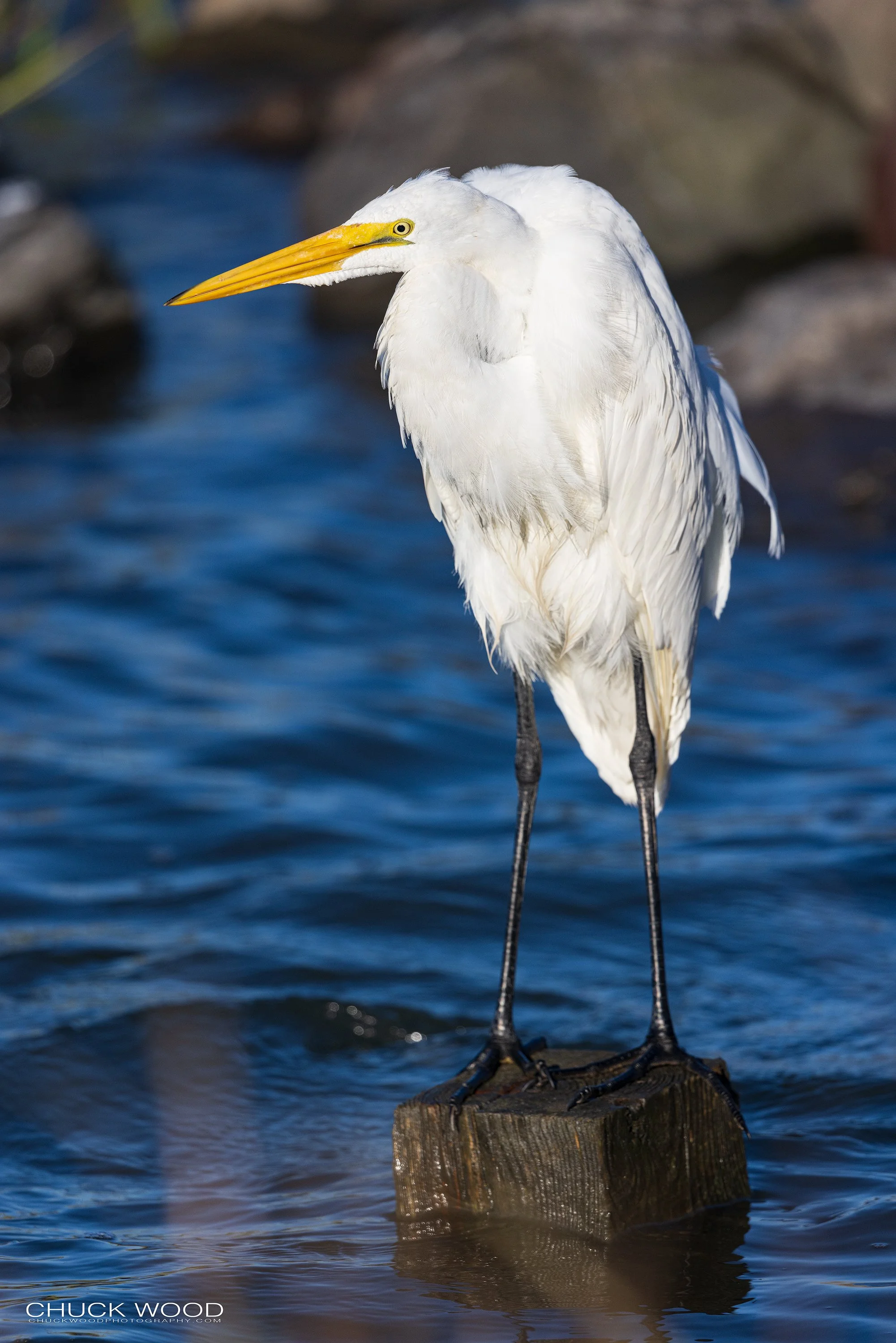  Forsythe NWR, NJ 2022 