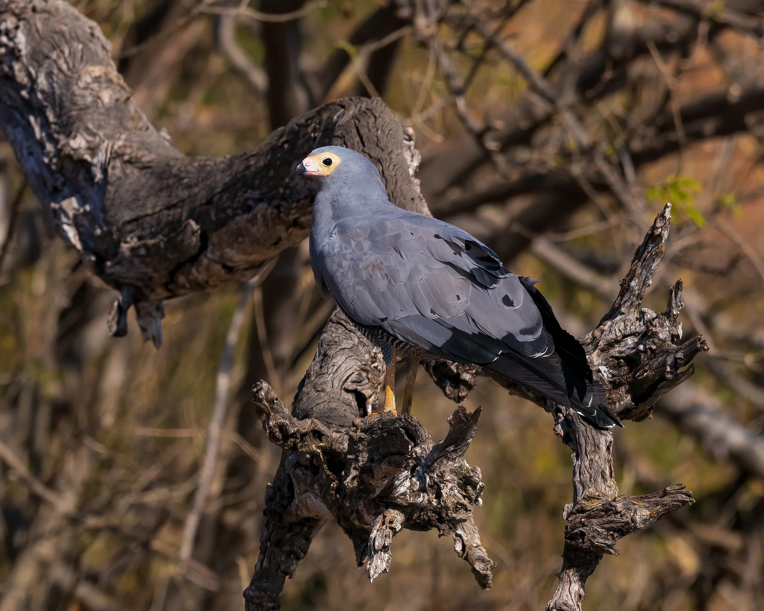  Chobe River, Botswana 2023 