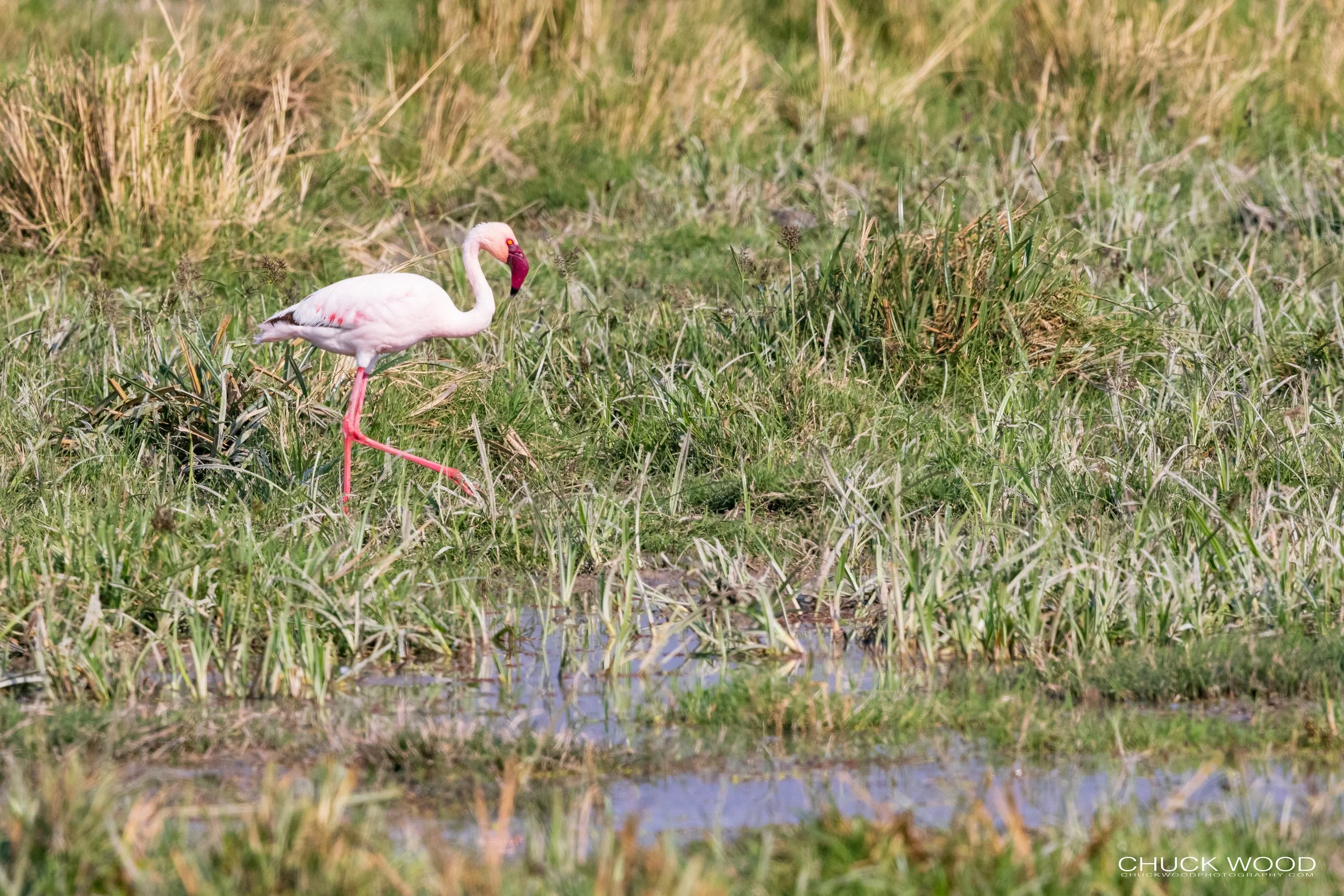  Ngorongoro Crater, Tanzania 2021 