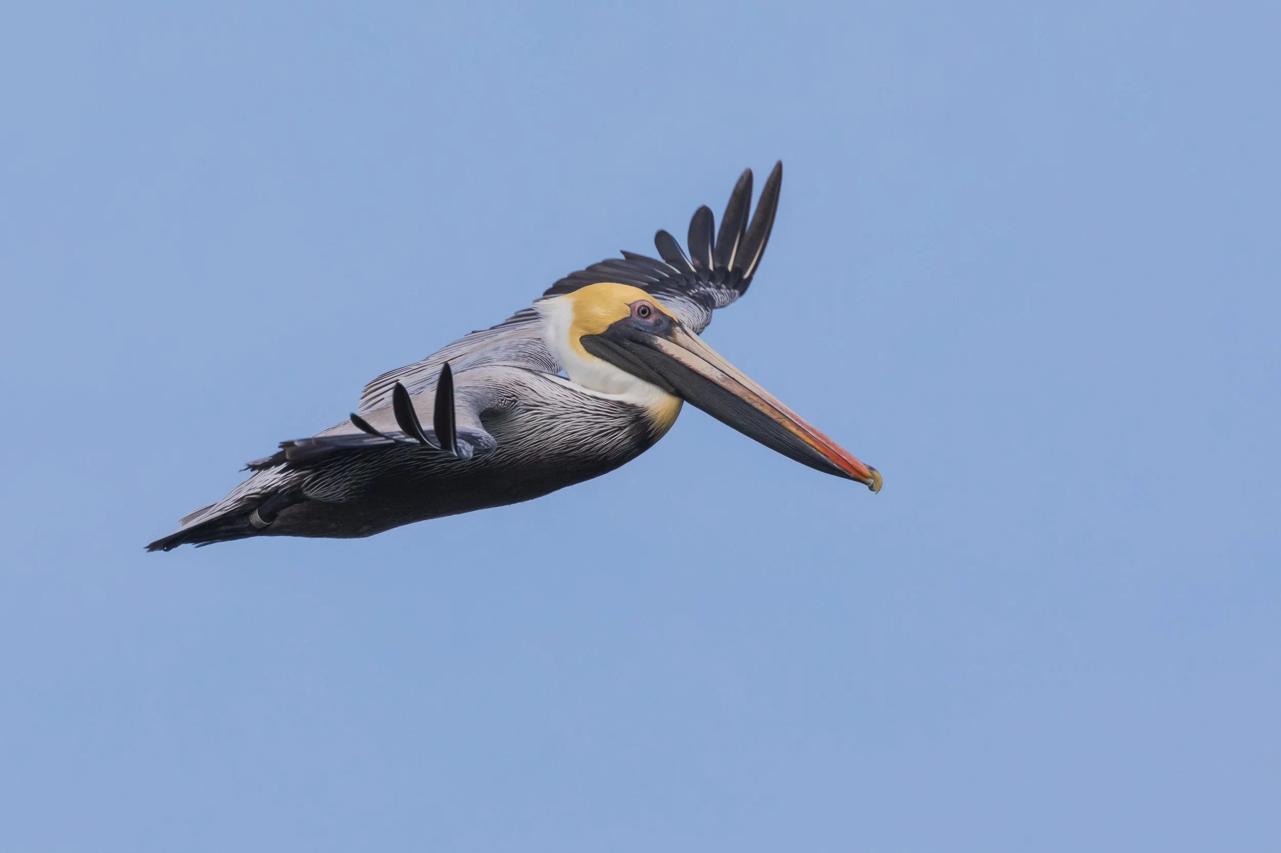  Sebastian Inlet, FL 2020 