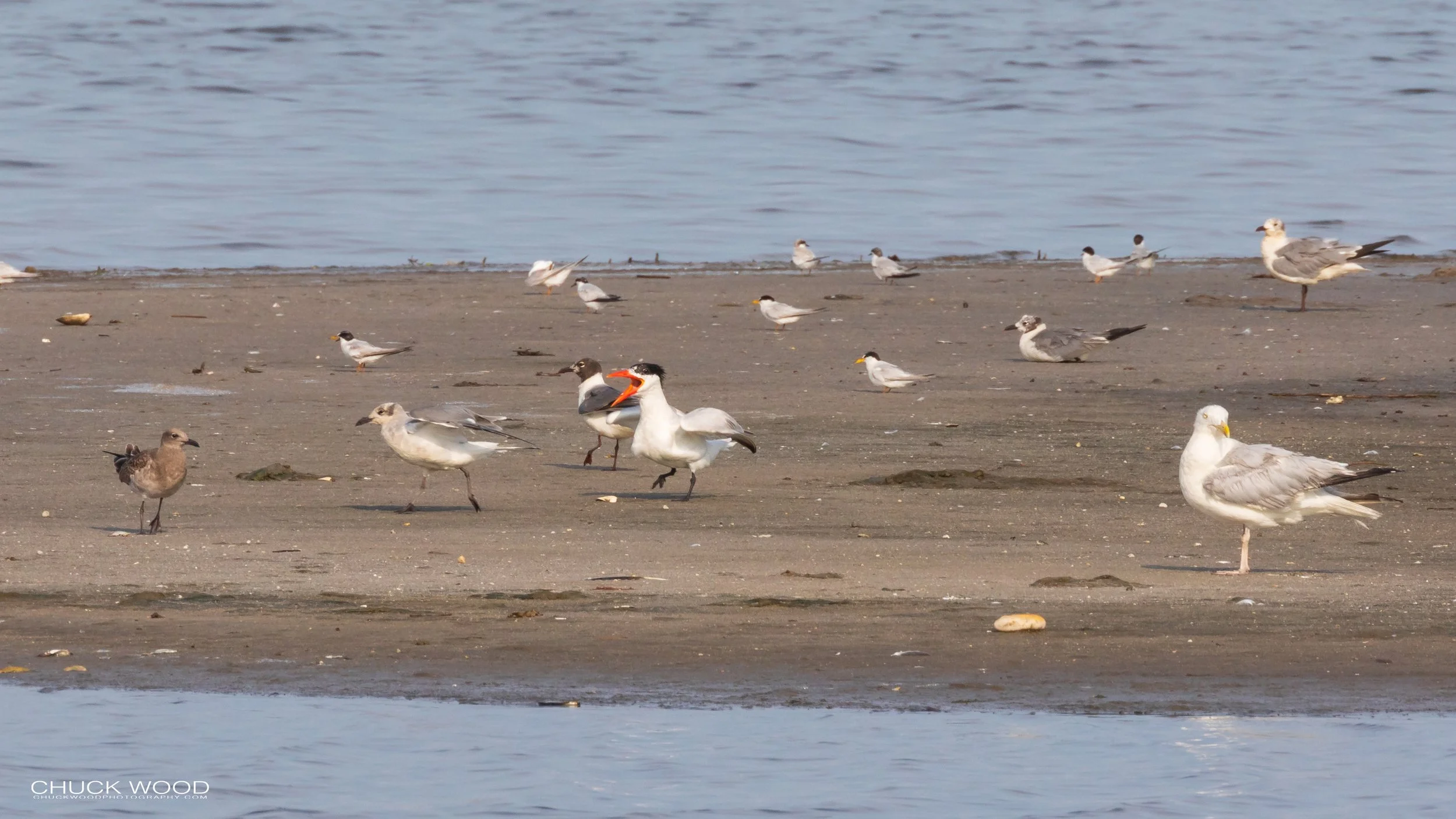  Forsythe NWR, NJ 2019 