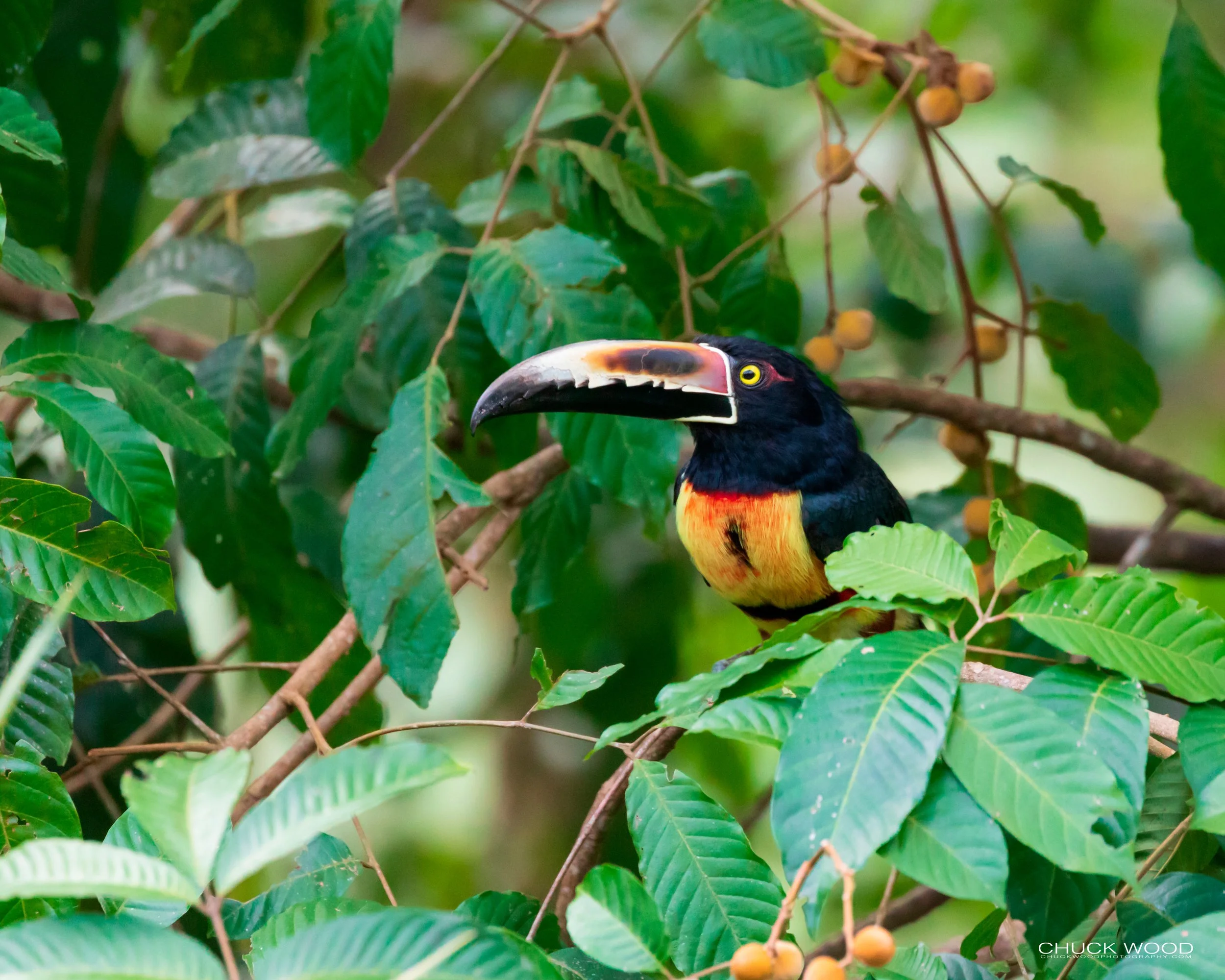  Rancho Naturalista, Costa Rica 2020 