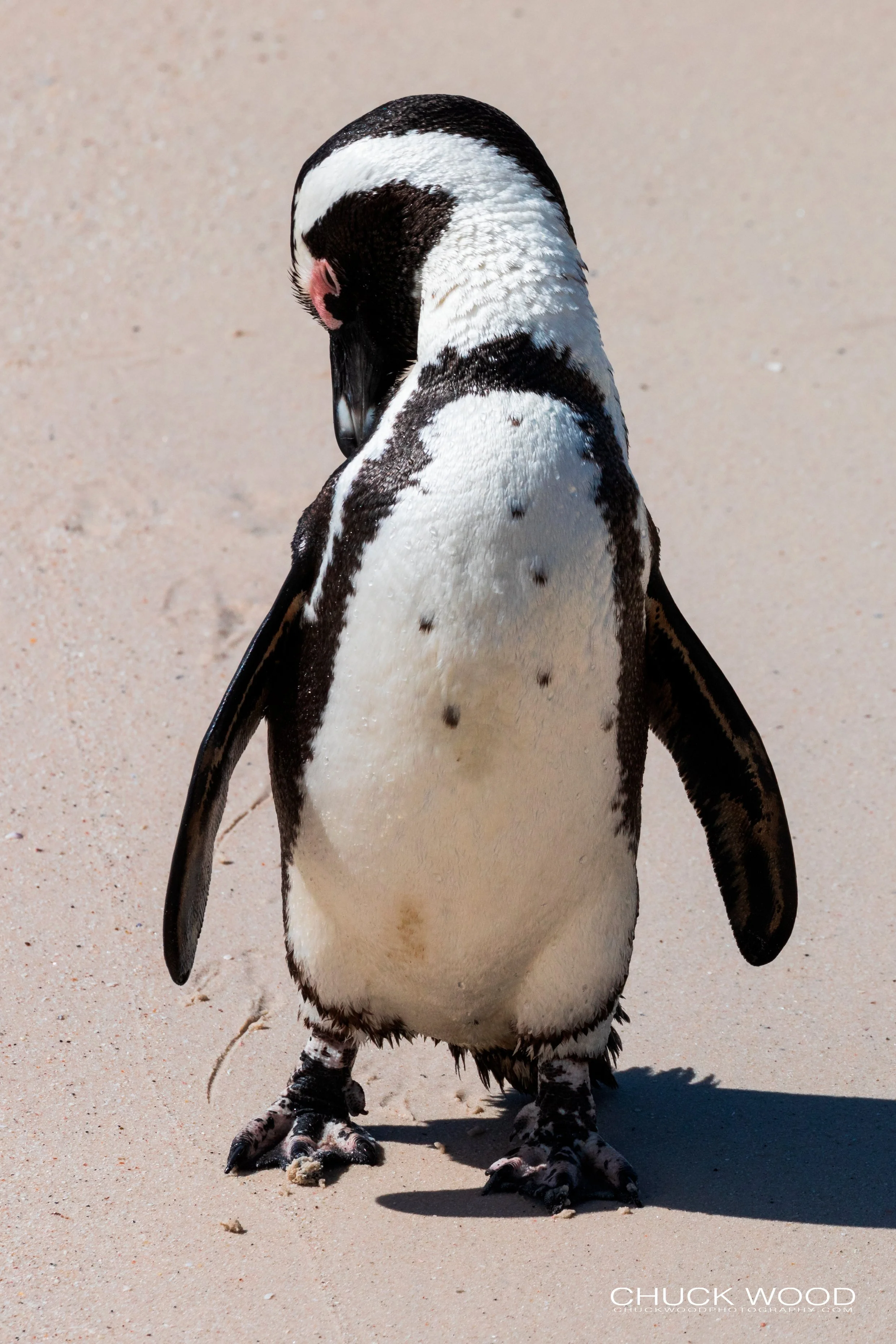  Boulders Beach, Cape Town 2019 