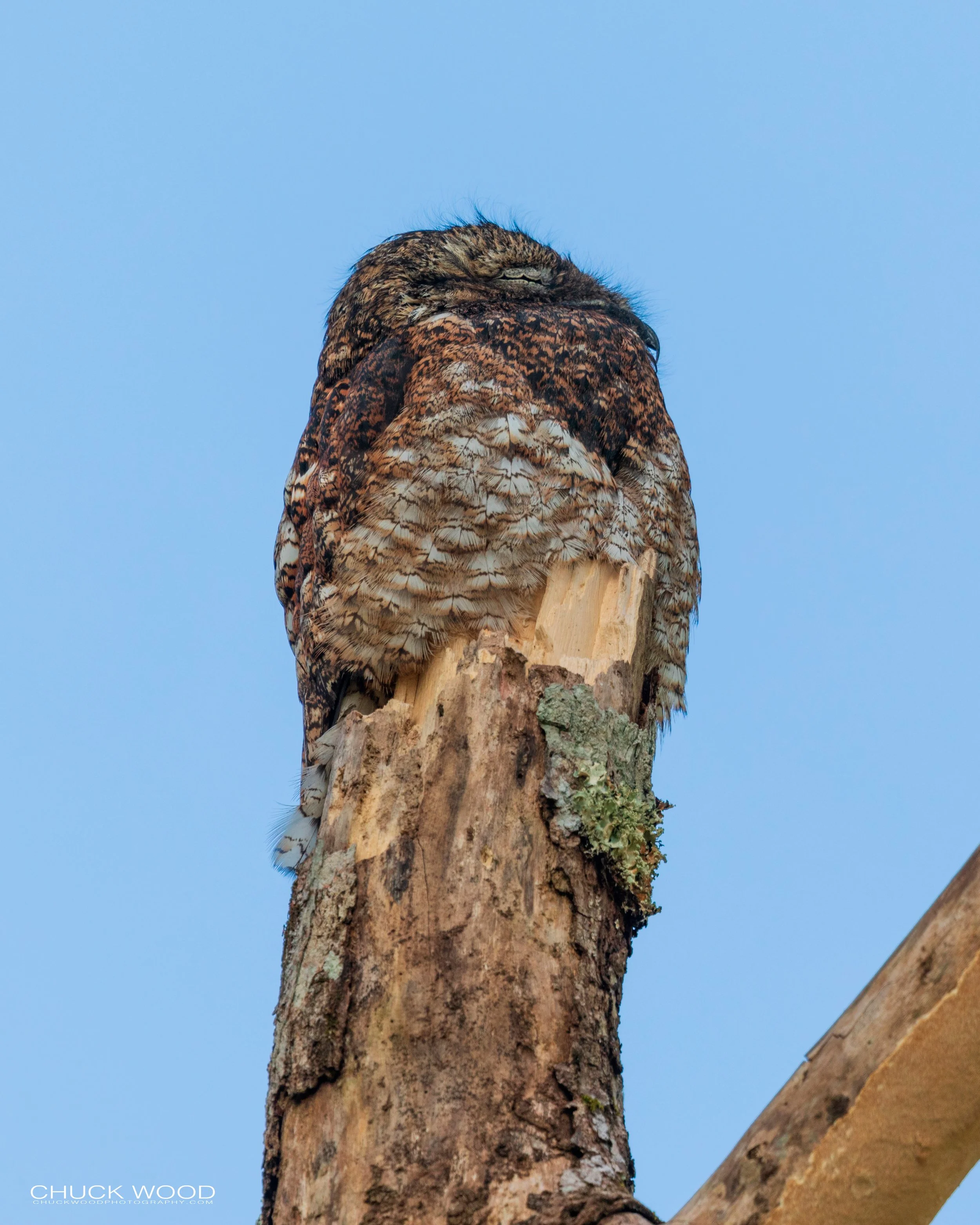  CATIE, Costa Rica 2020 