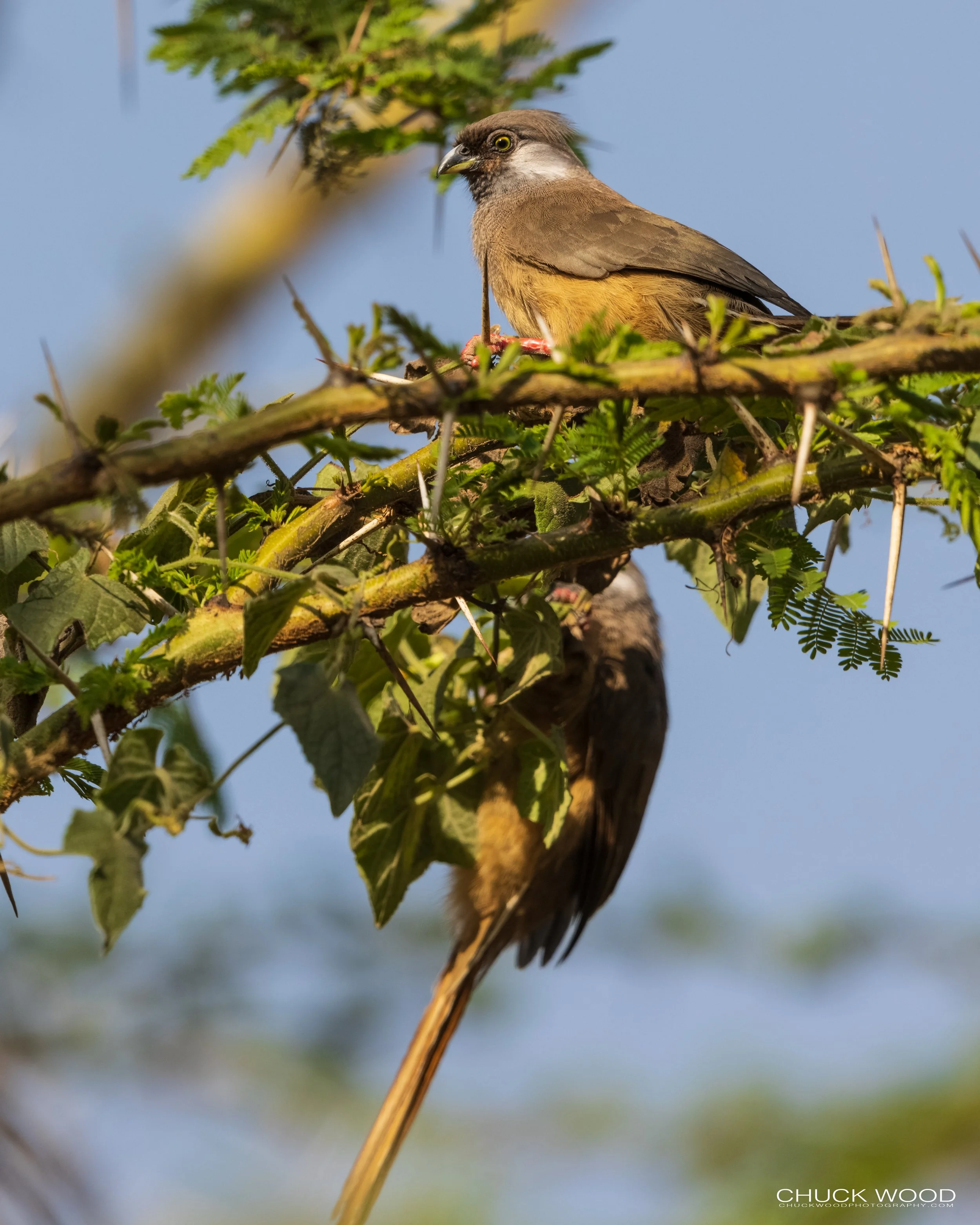  Ngorongoro Crater, Tanzania 2021 
