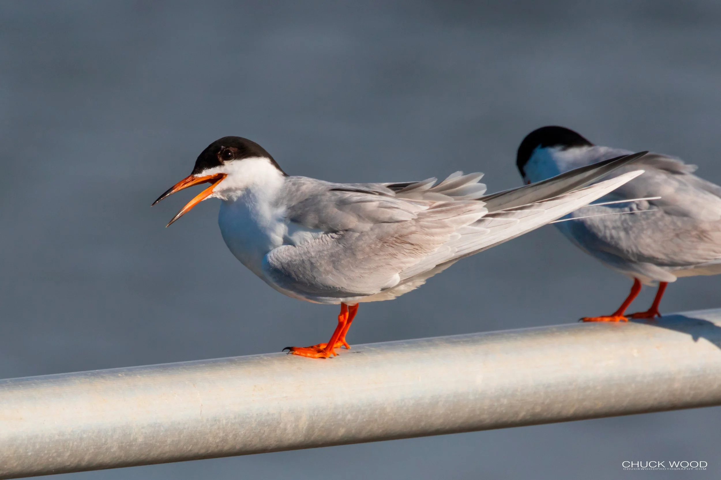 Forsythe NWR, NJ 2019 