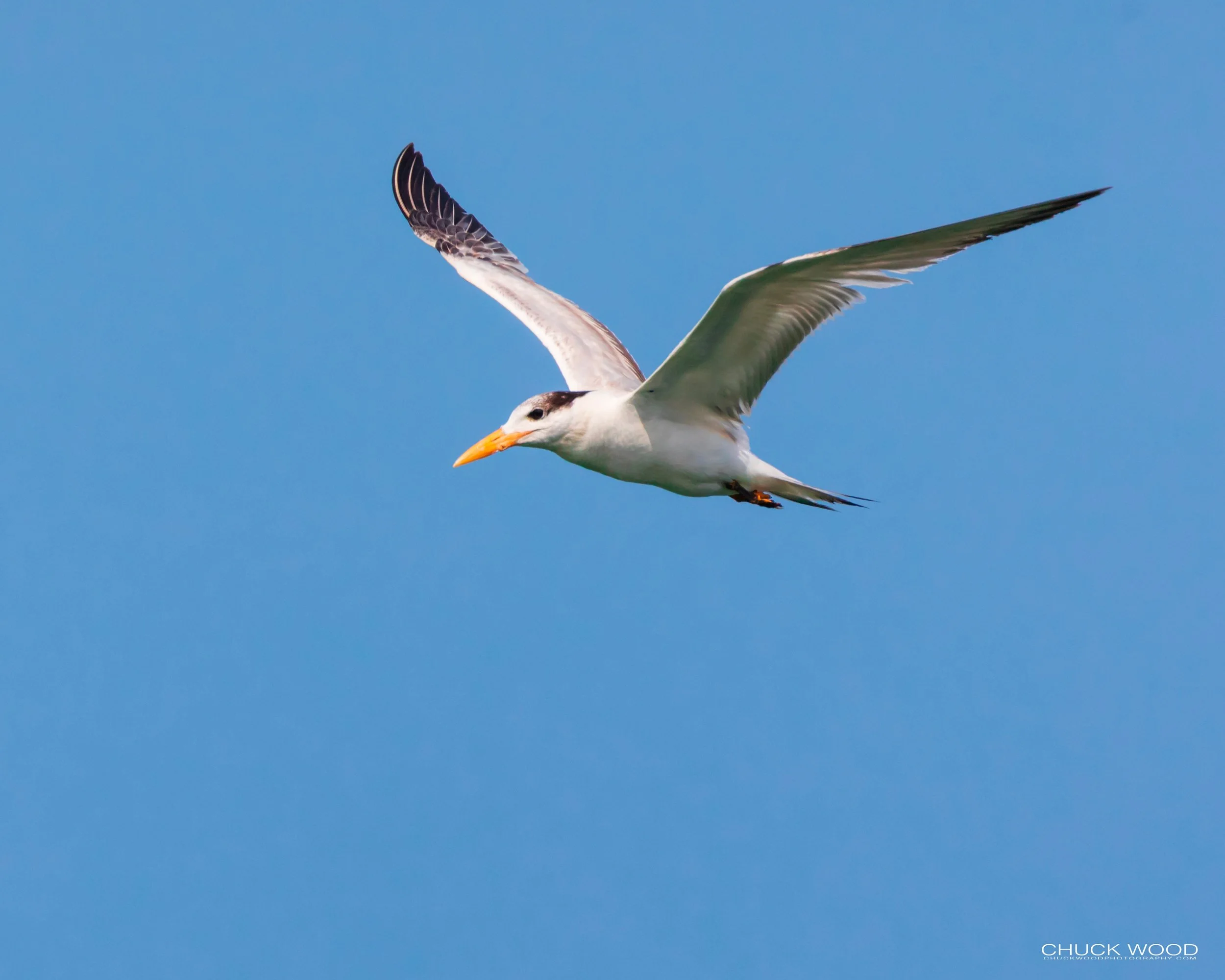  Forsythe NWR, NJ 2019 