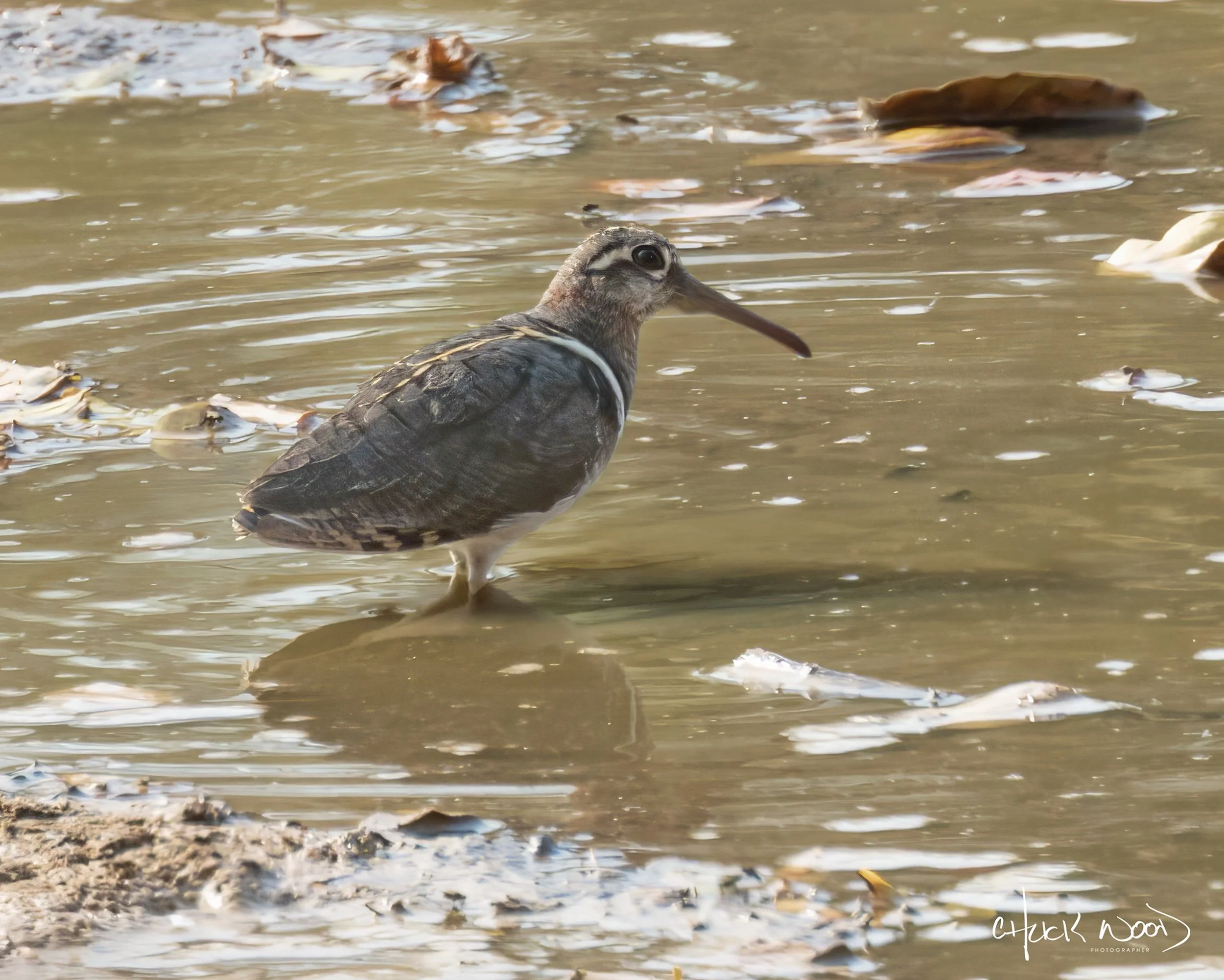  Mana Pools, Zimbabwe 2019 