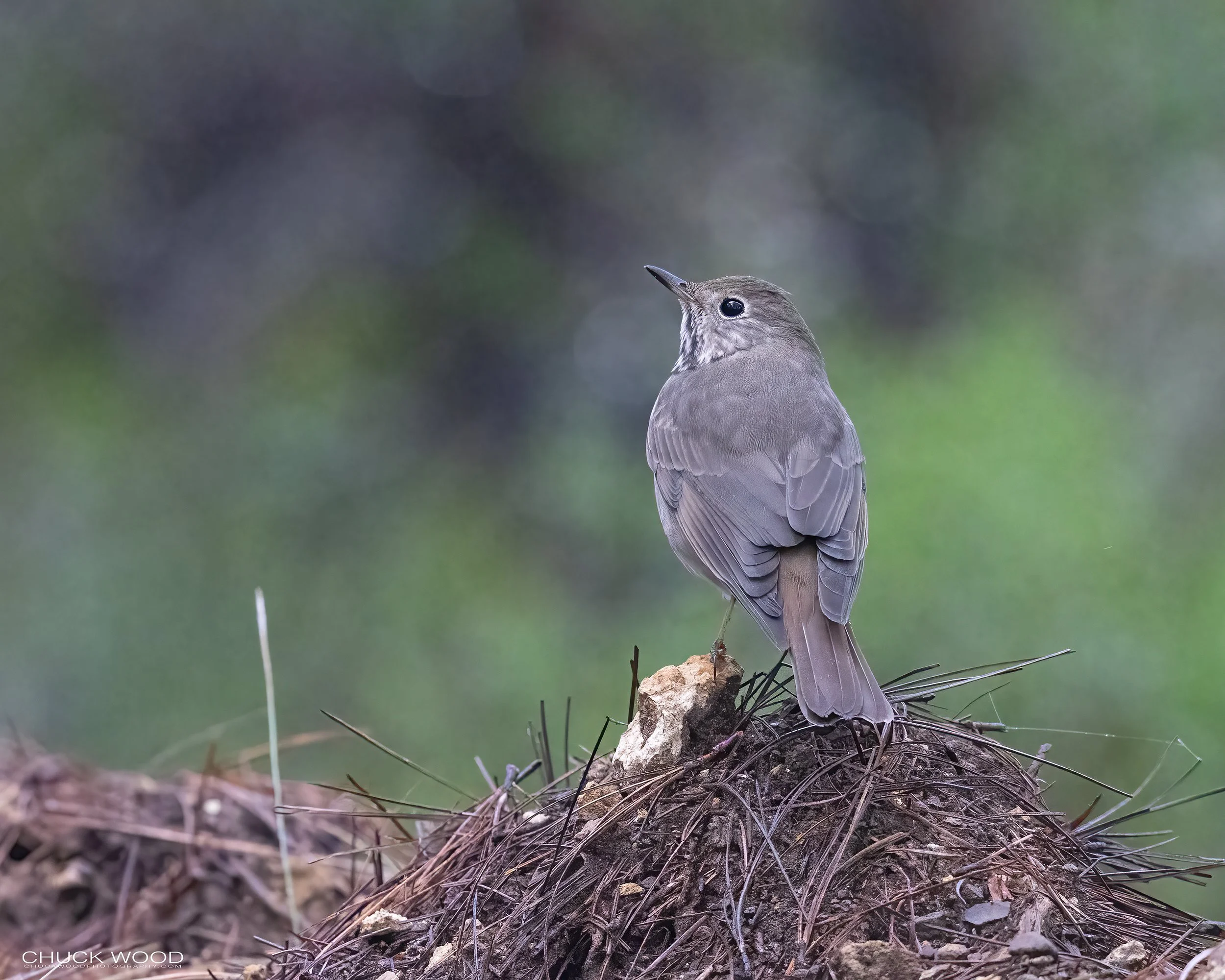  Camino La Cumbra Oaxaca, MX 2022 