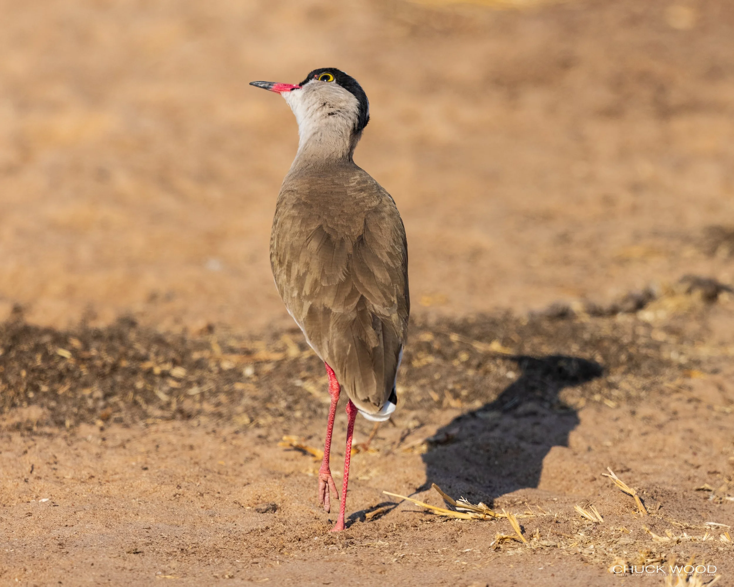  Tarangire, Tanzania 2021 
