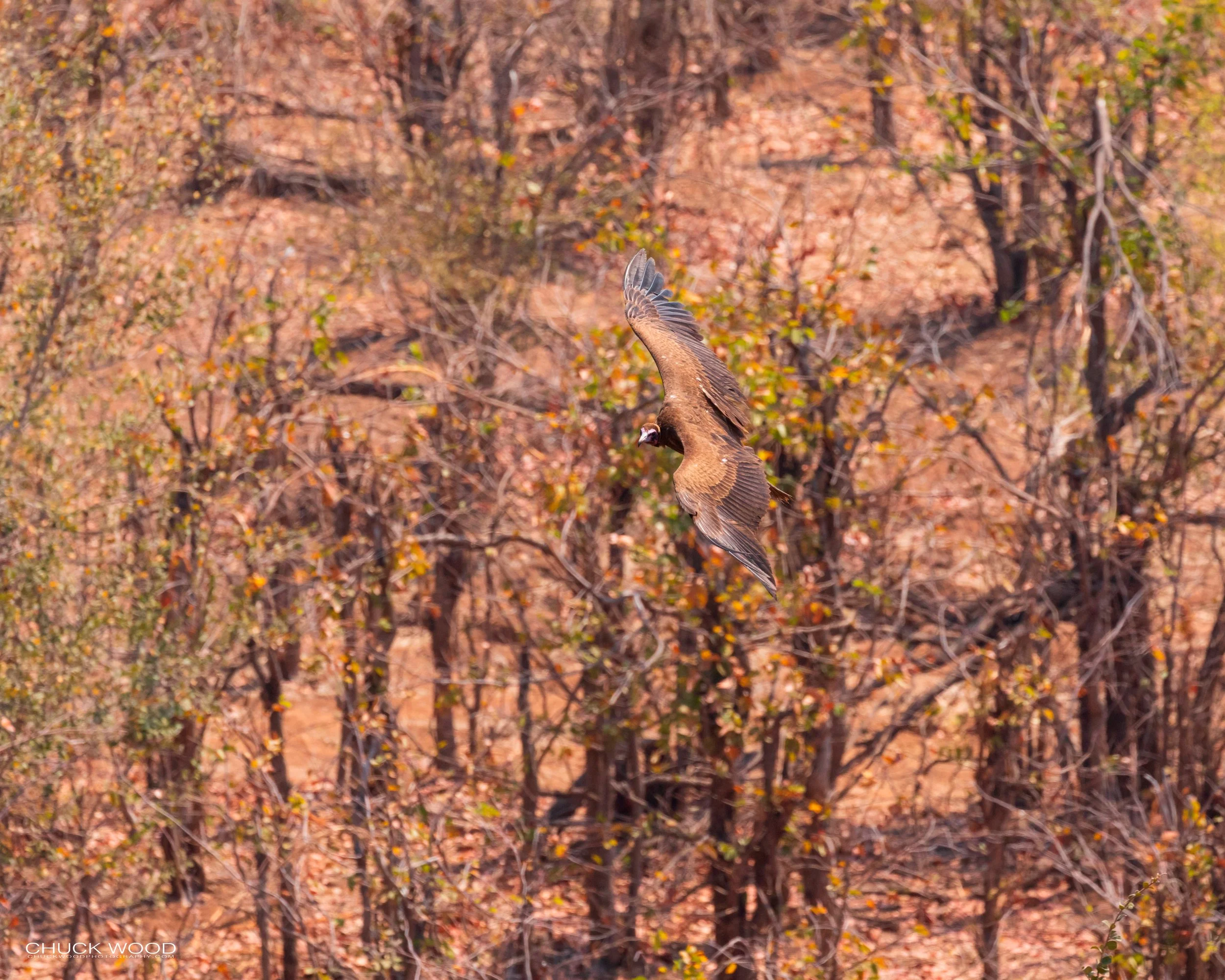  Victoria Falls, Zimbabwe 2019 