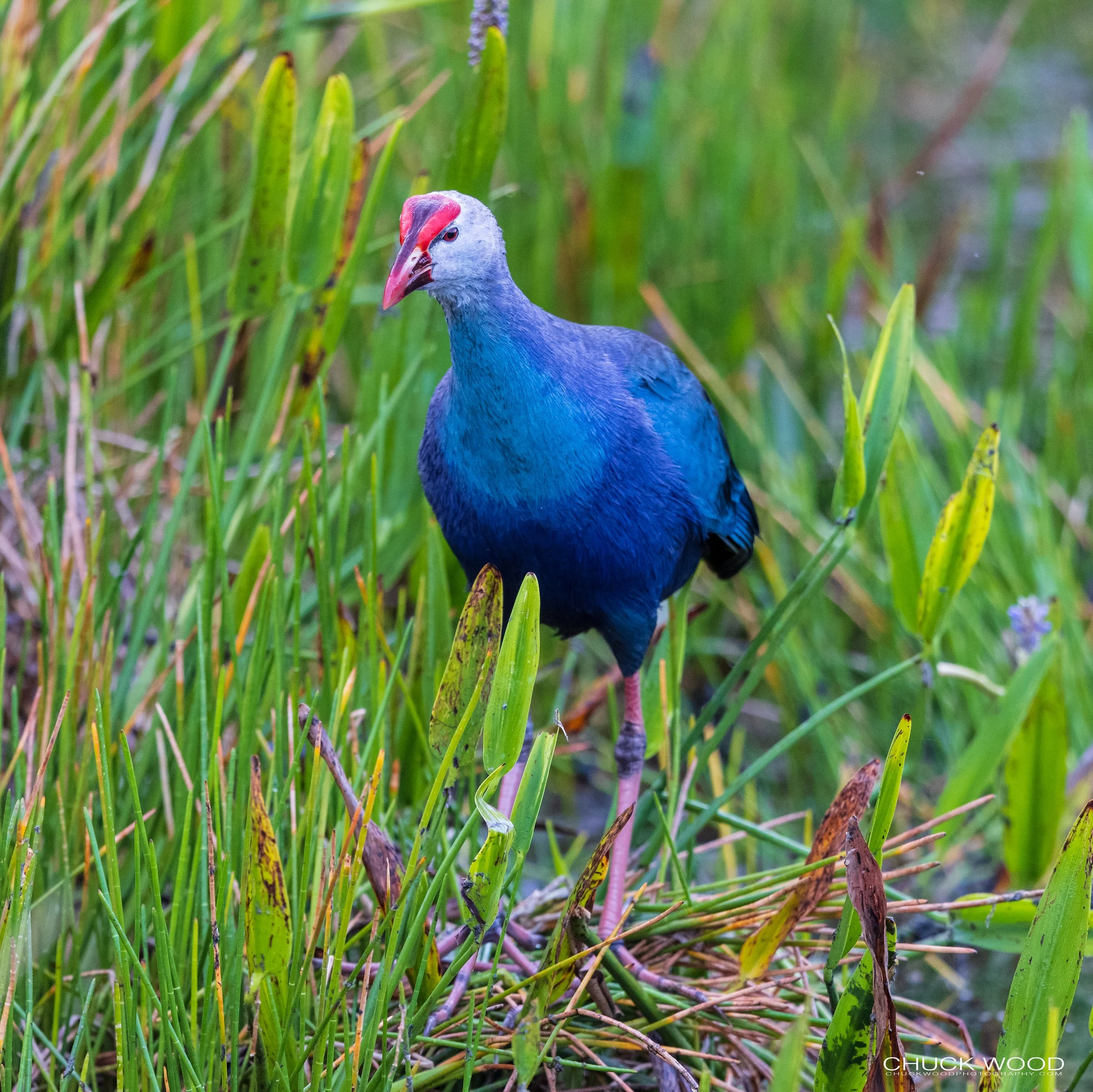  Wakodahatchee, FL 2021 