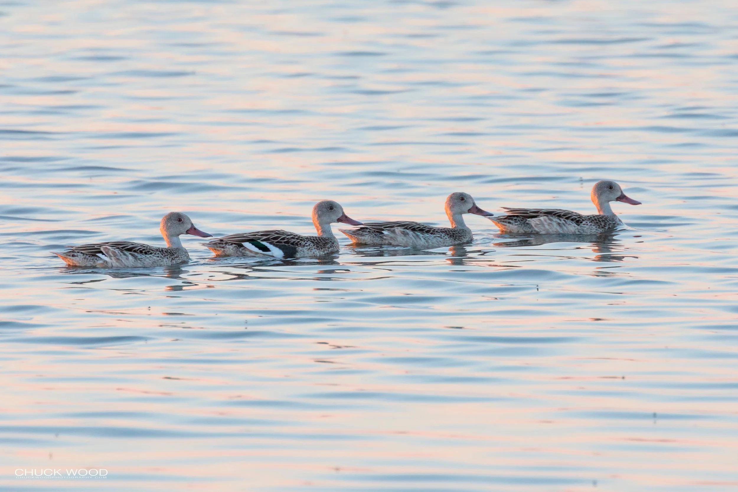  Hwange, Zimbabwe 2019 