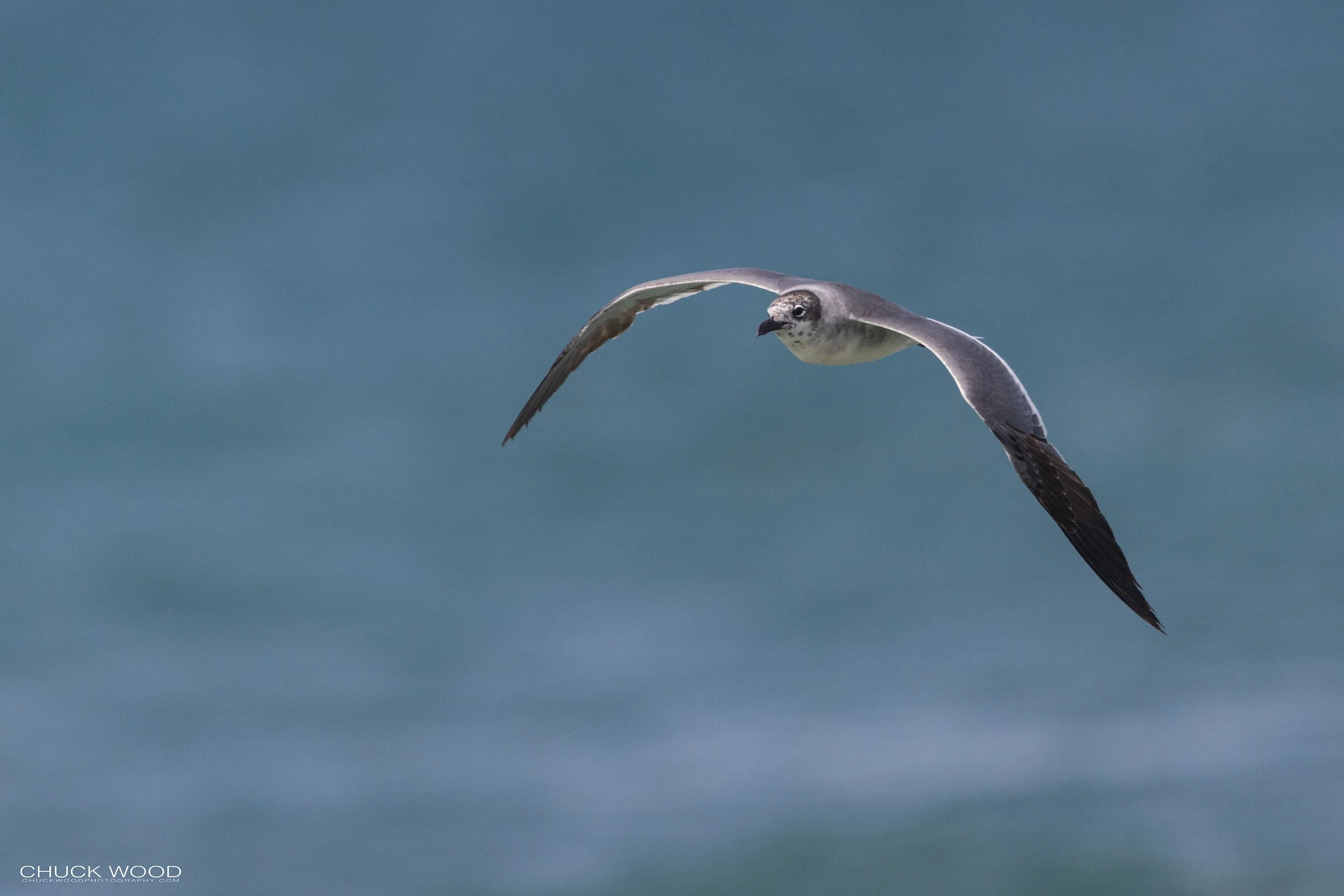  Cape Hatteras, NC 2022 