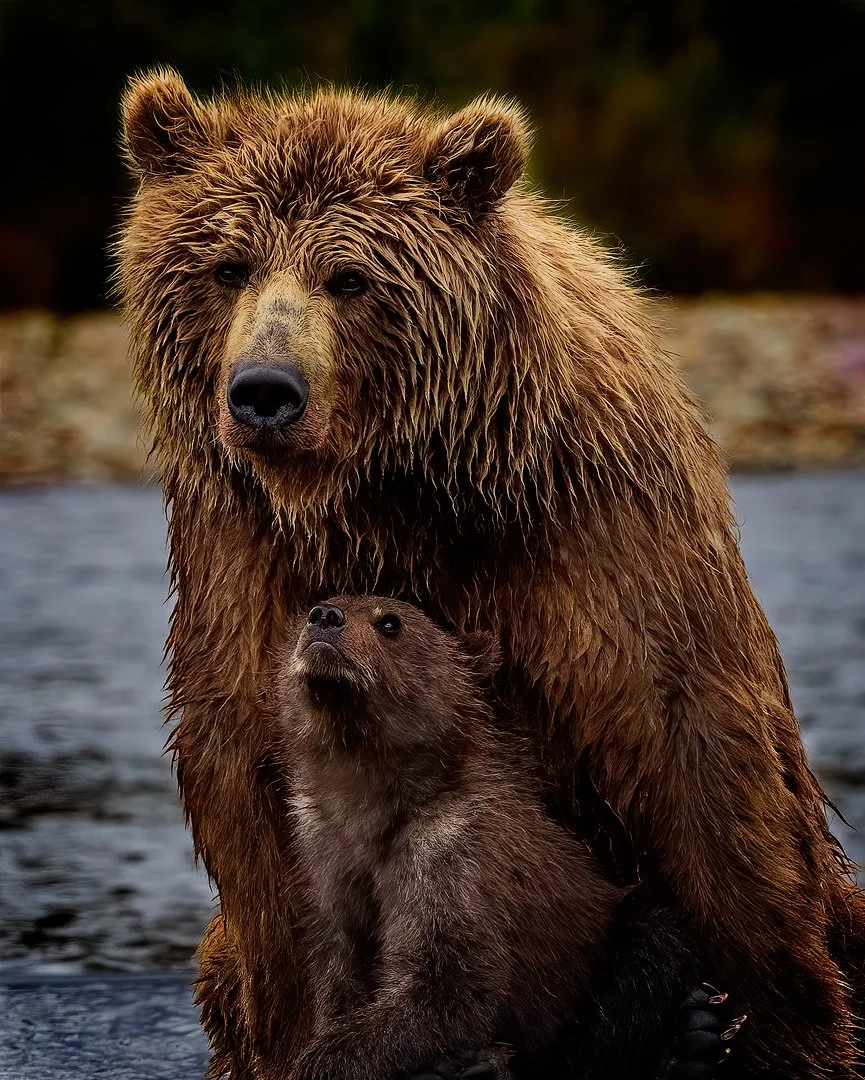 CW00022-Grizzly-Cub-with-Mother-Katmai-2022-1080.jpg