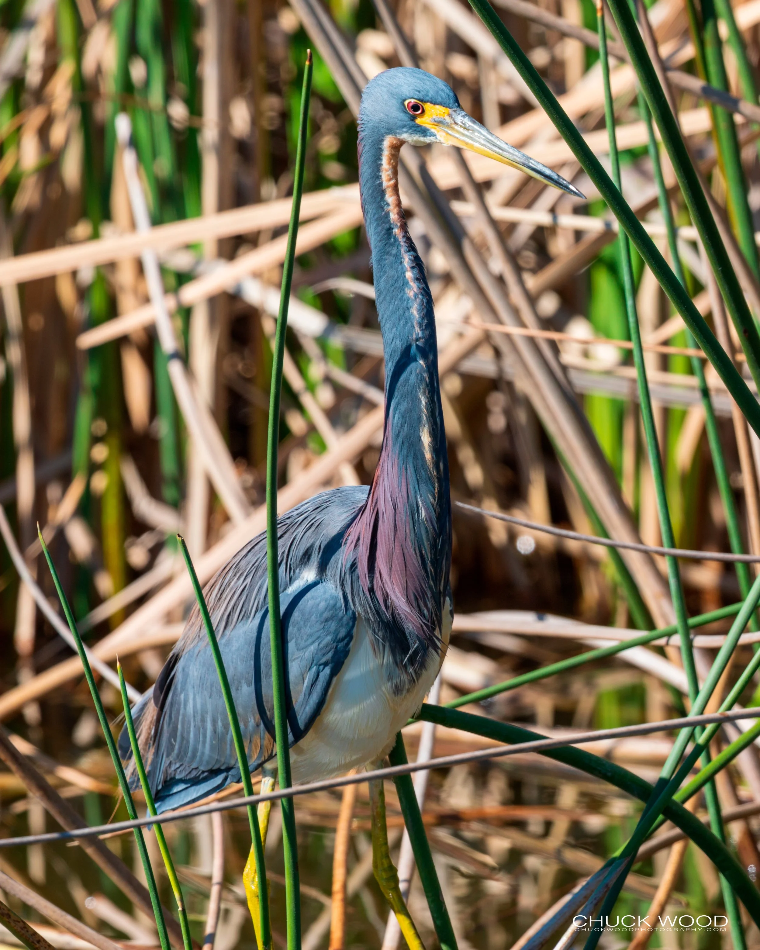  Viera Wetlands, FL 2020 