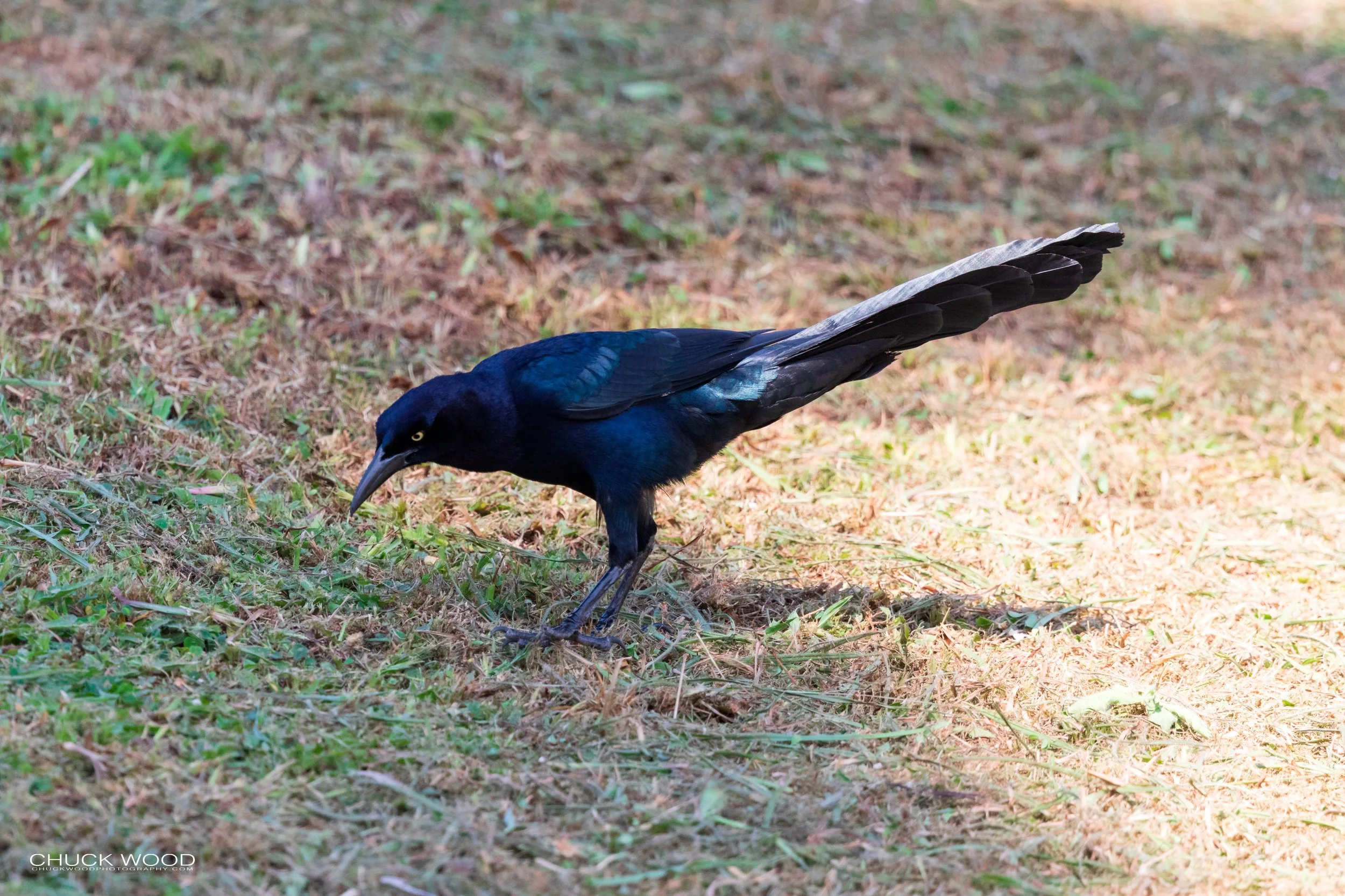  CATIE, Costa Rica 2020 