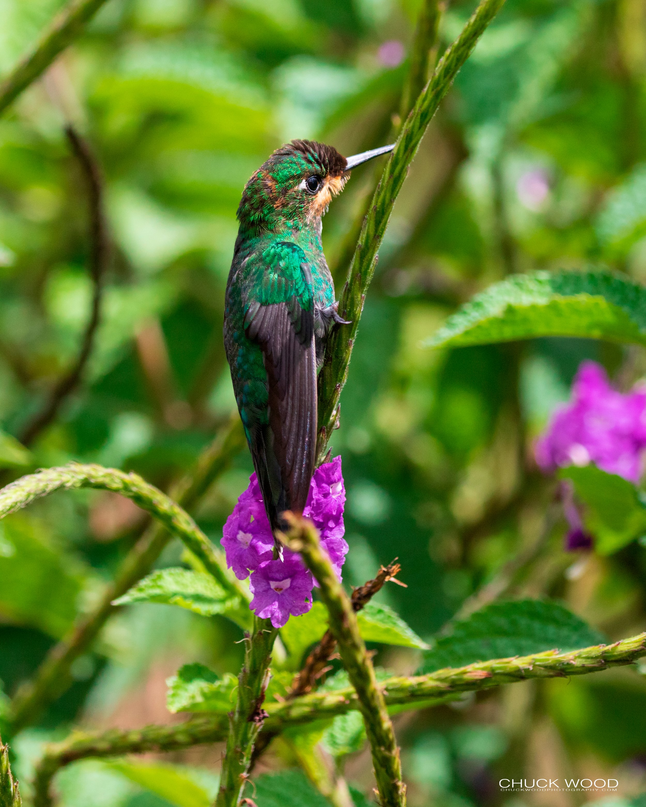  Bosque Del Tolomunco, Costa Rica 2020 