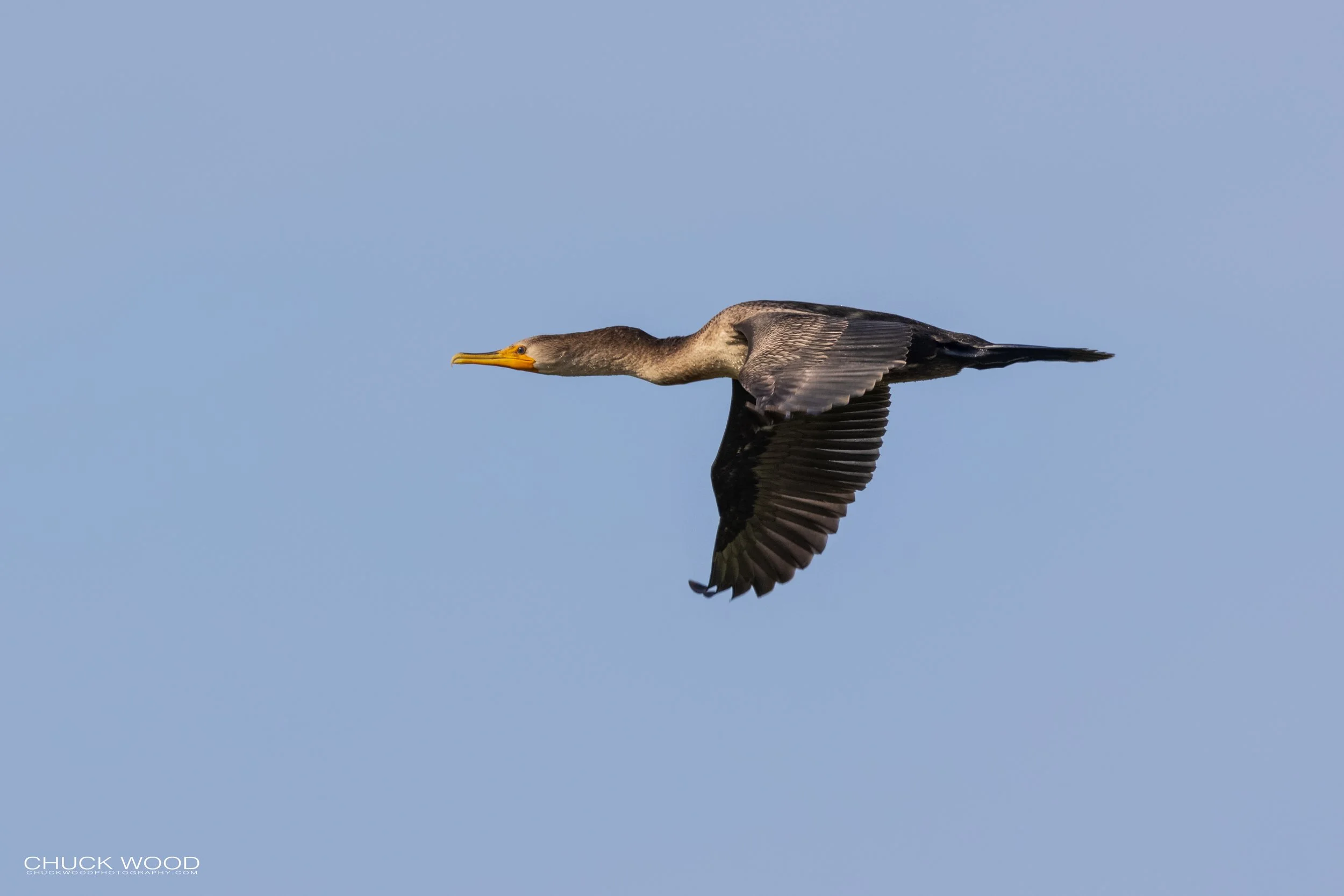  Forsythe NWR, NJ 2021 