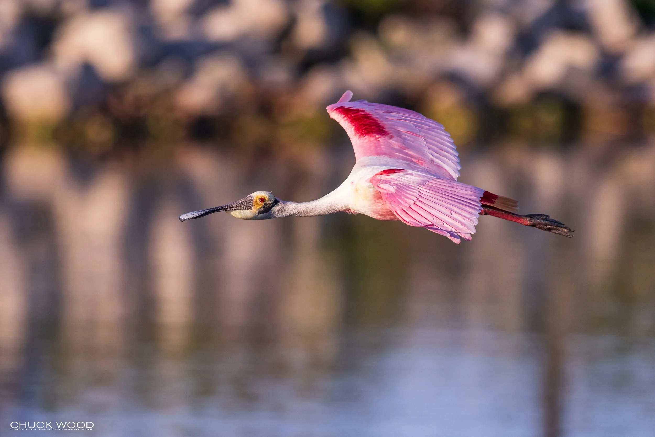  Stick Marsh, FL 2021 