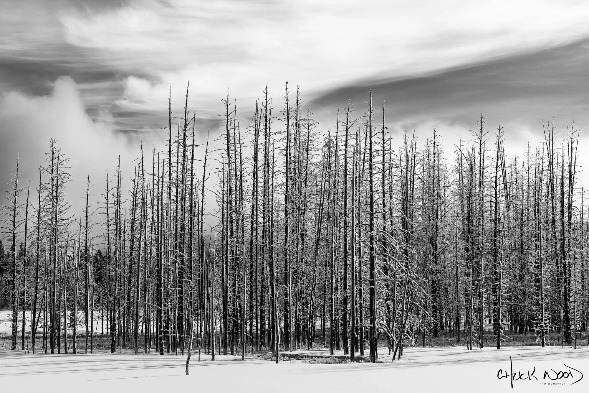 CW00627-Lodgepole-Pines-Yellowstone-2026-2000-sig.jpg