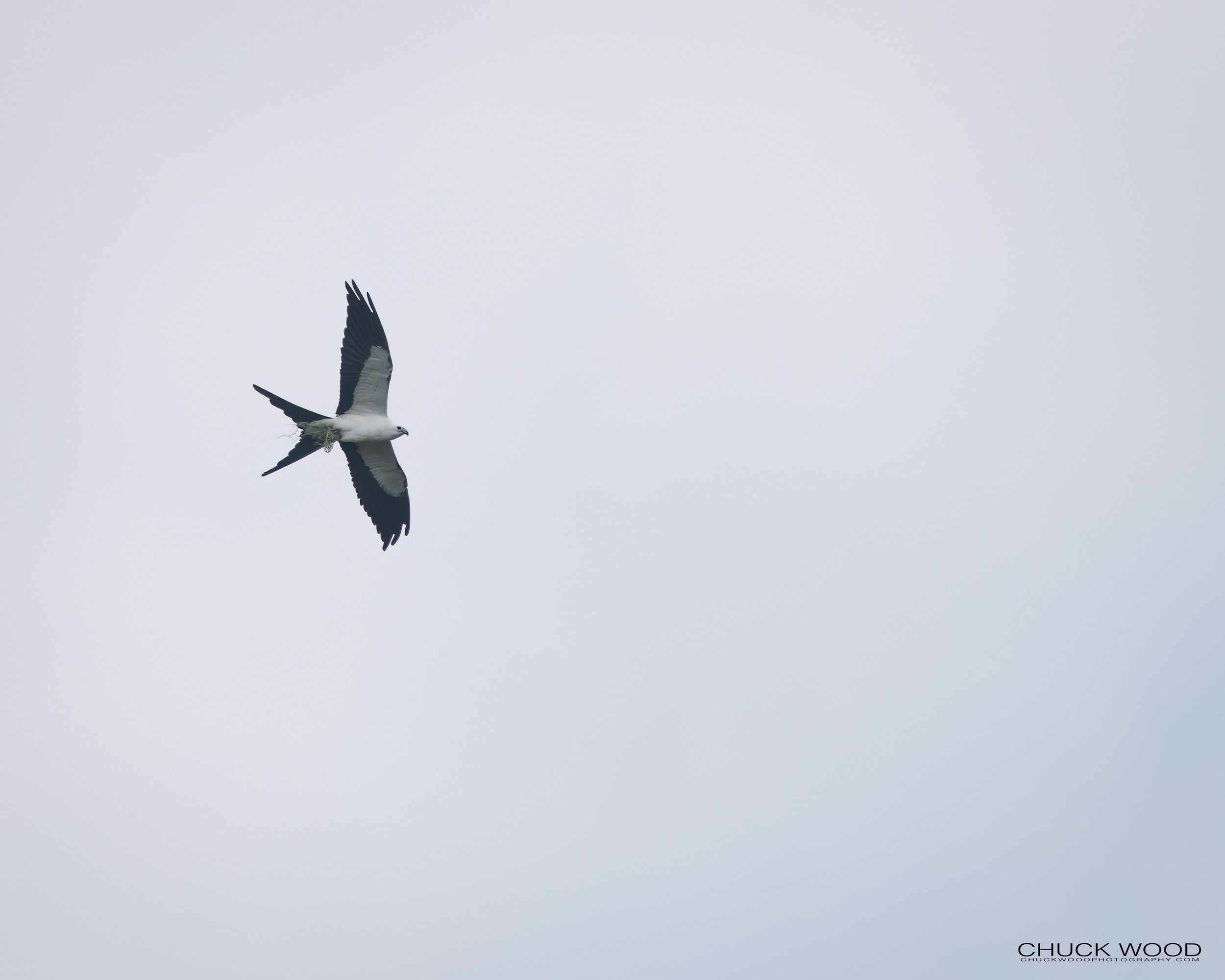  Jonathan Dickerson SP, FL 2022 