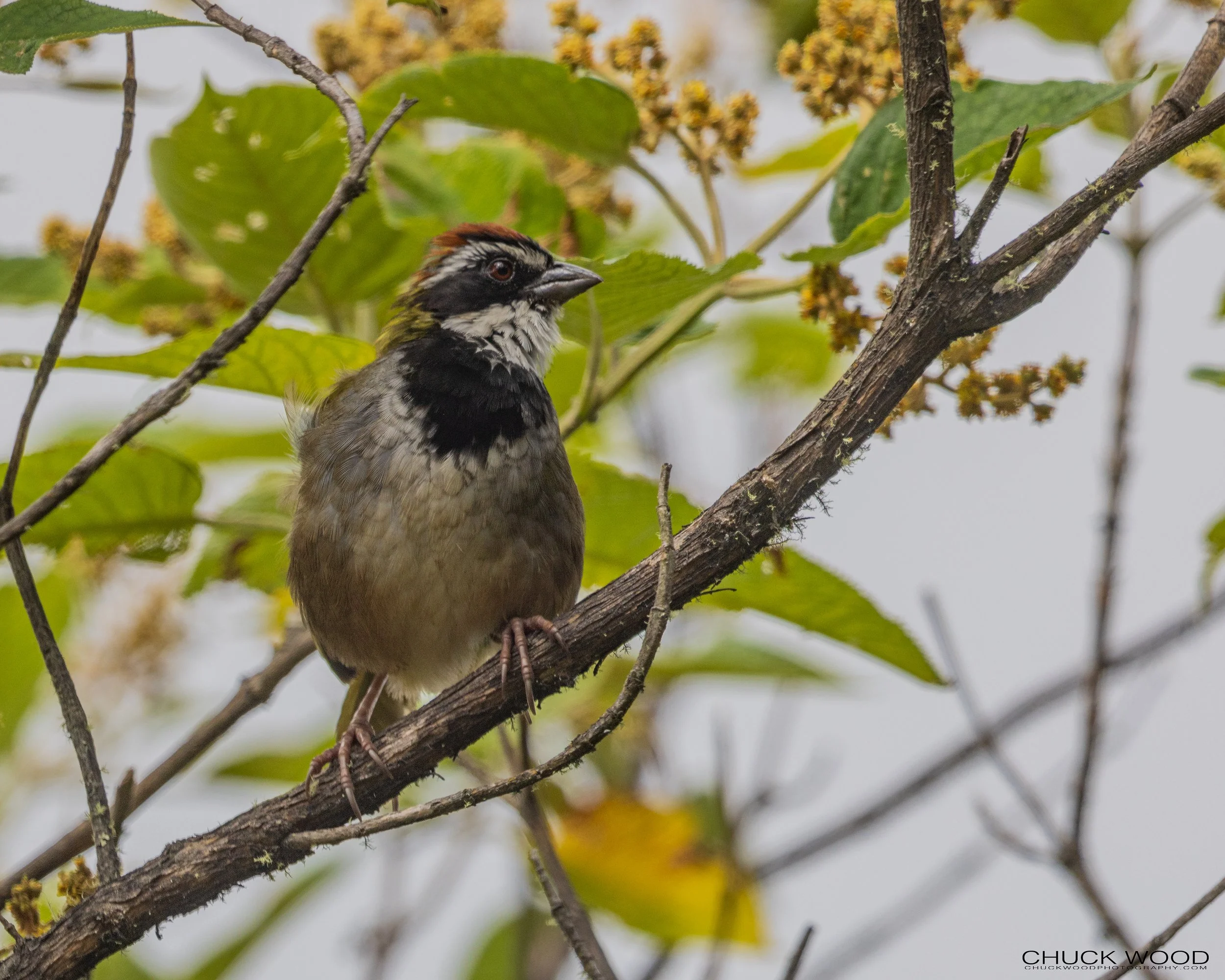 Cuajimoloyas Oaxaca, Mexico 2022