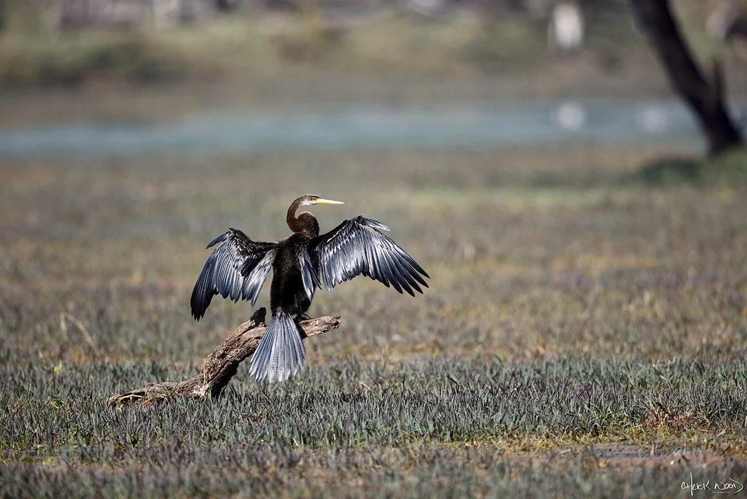  Keoladeo Ghana NP, India 2025 