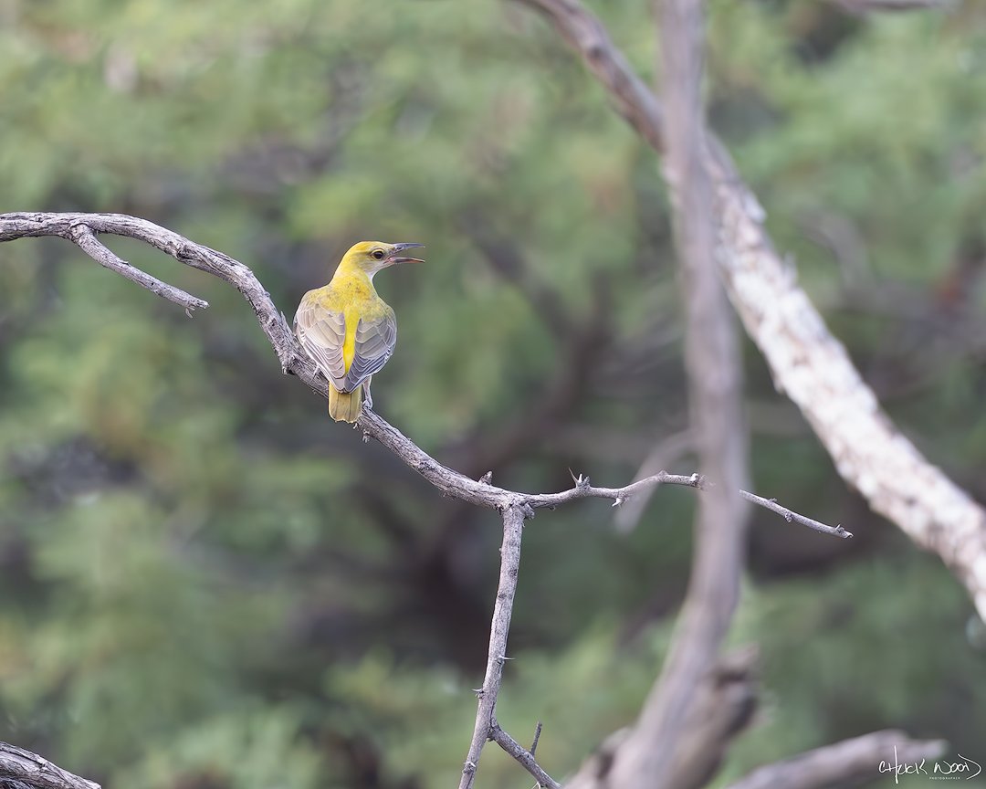  Makgadikgadi, Botswana 2024 