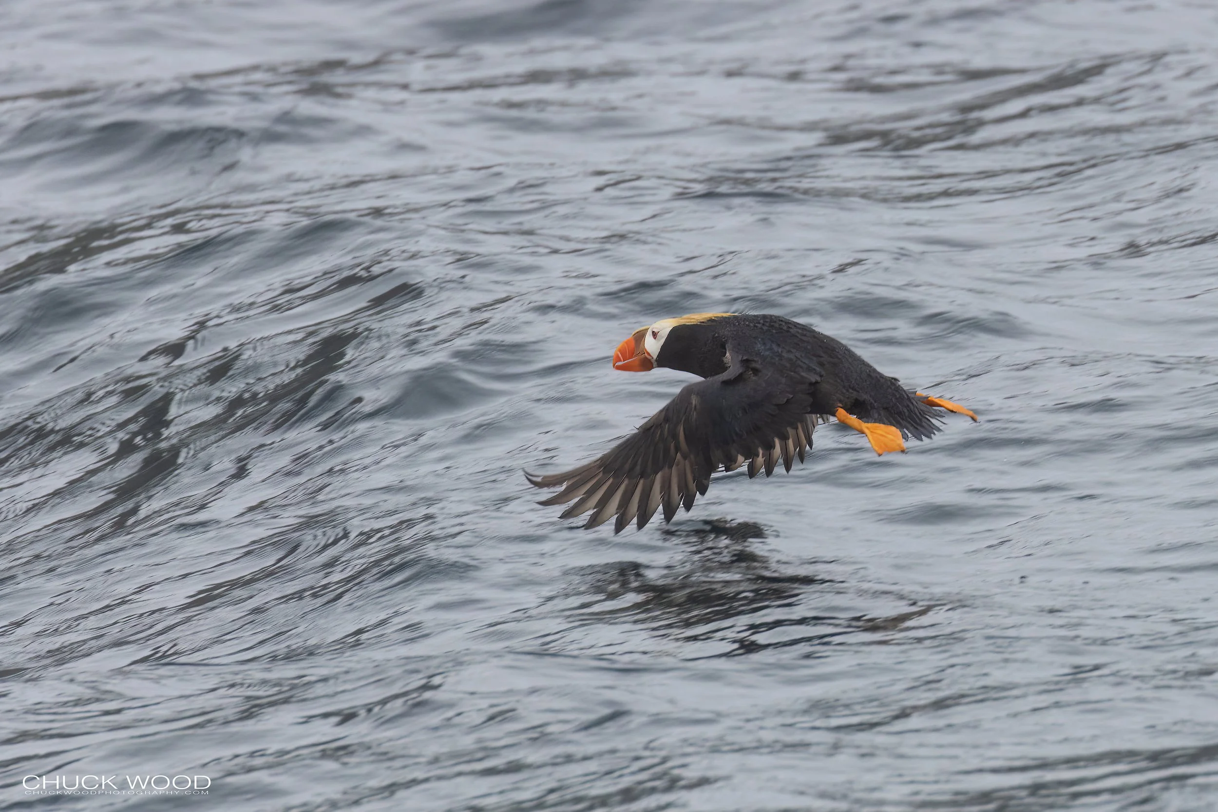   Resurection Bay, AK 2022 