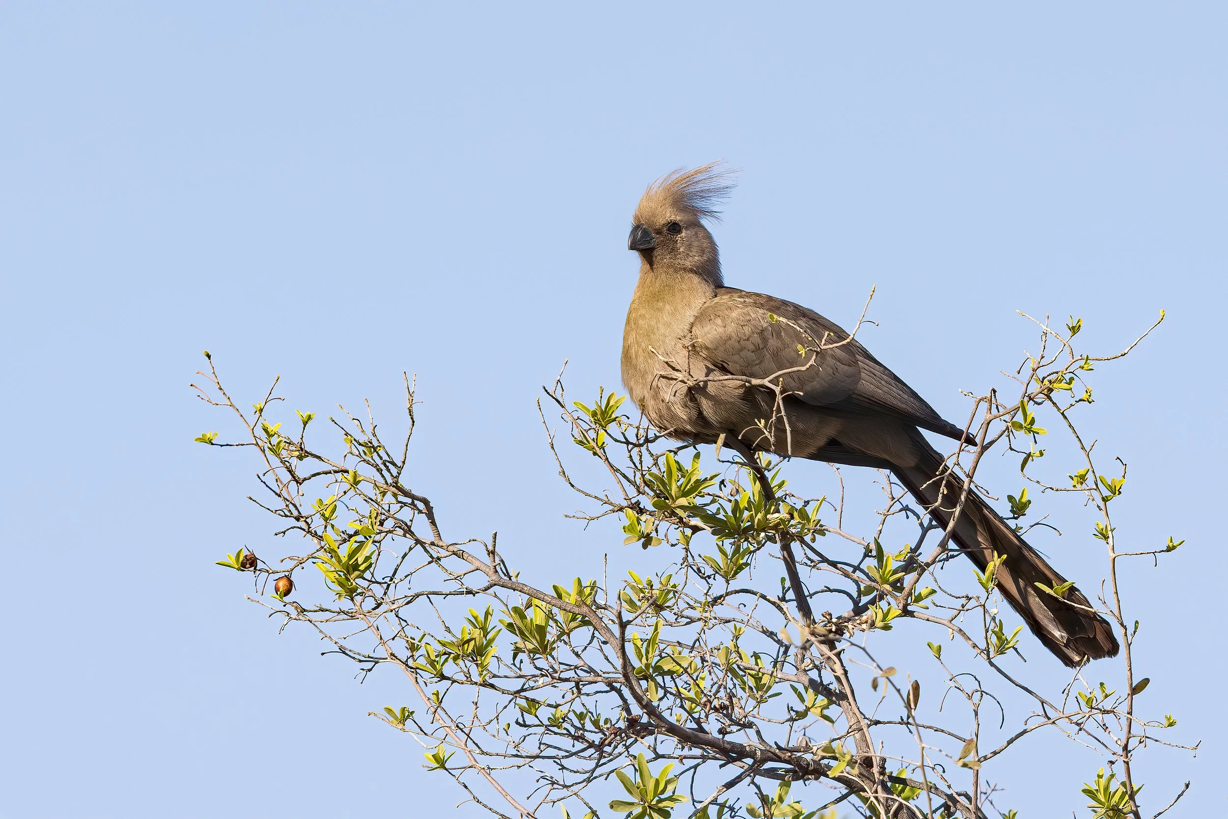  Moremi, Botswana 2023 