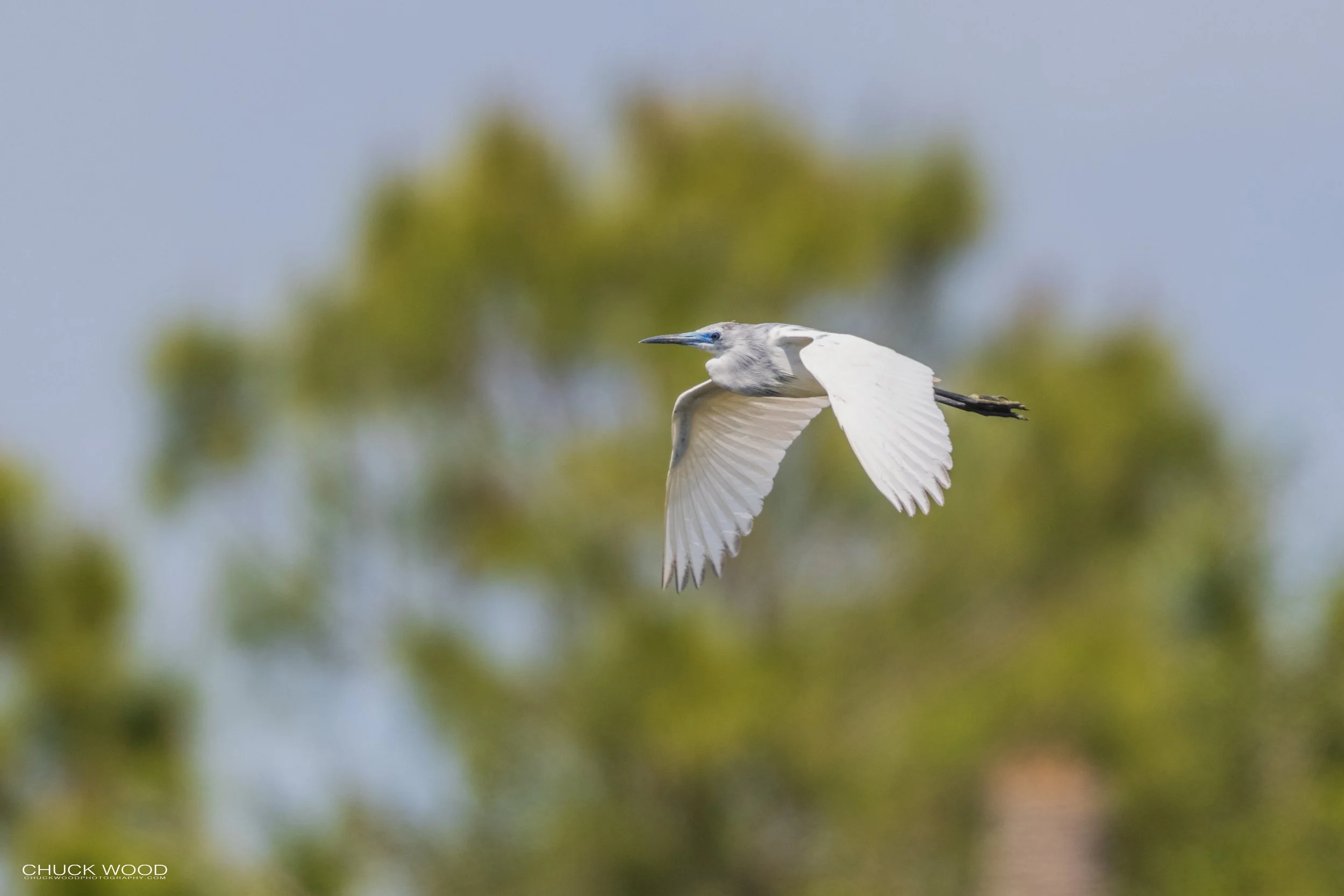  Viera Wetlands, FL 2021 