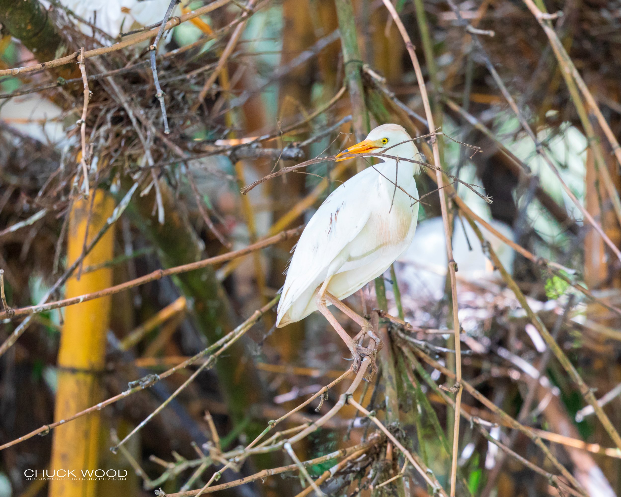  CATIE, Costa Rica 2020 