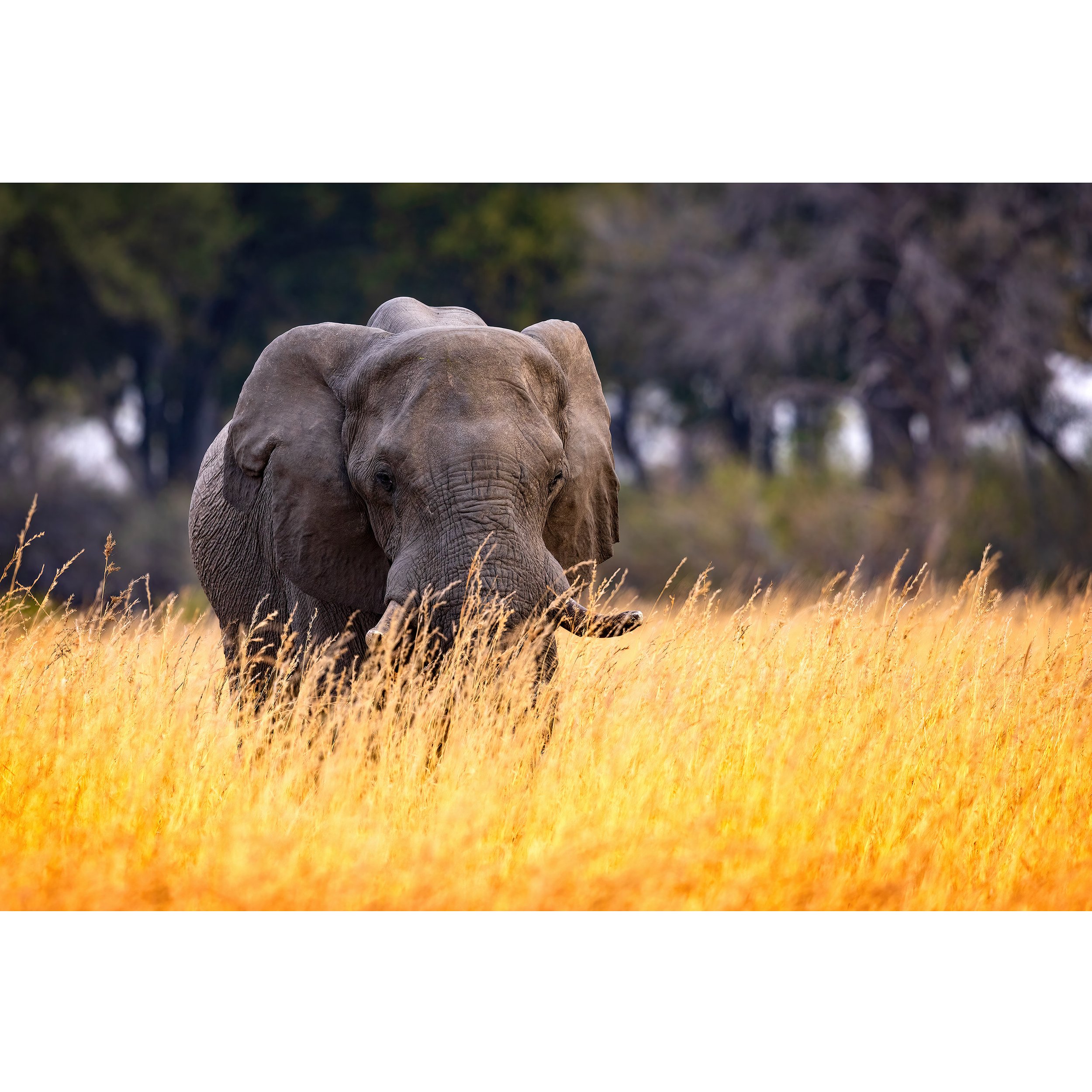 Elephant-in-Golden-Grass-Moremi-2023-square.jpg