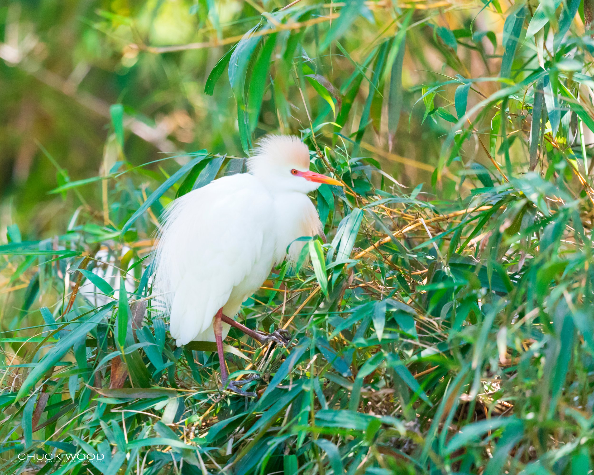  CATIE, Costa Rica 2020 