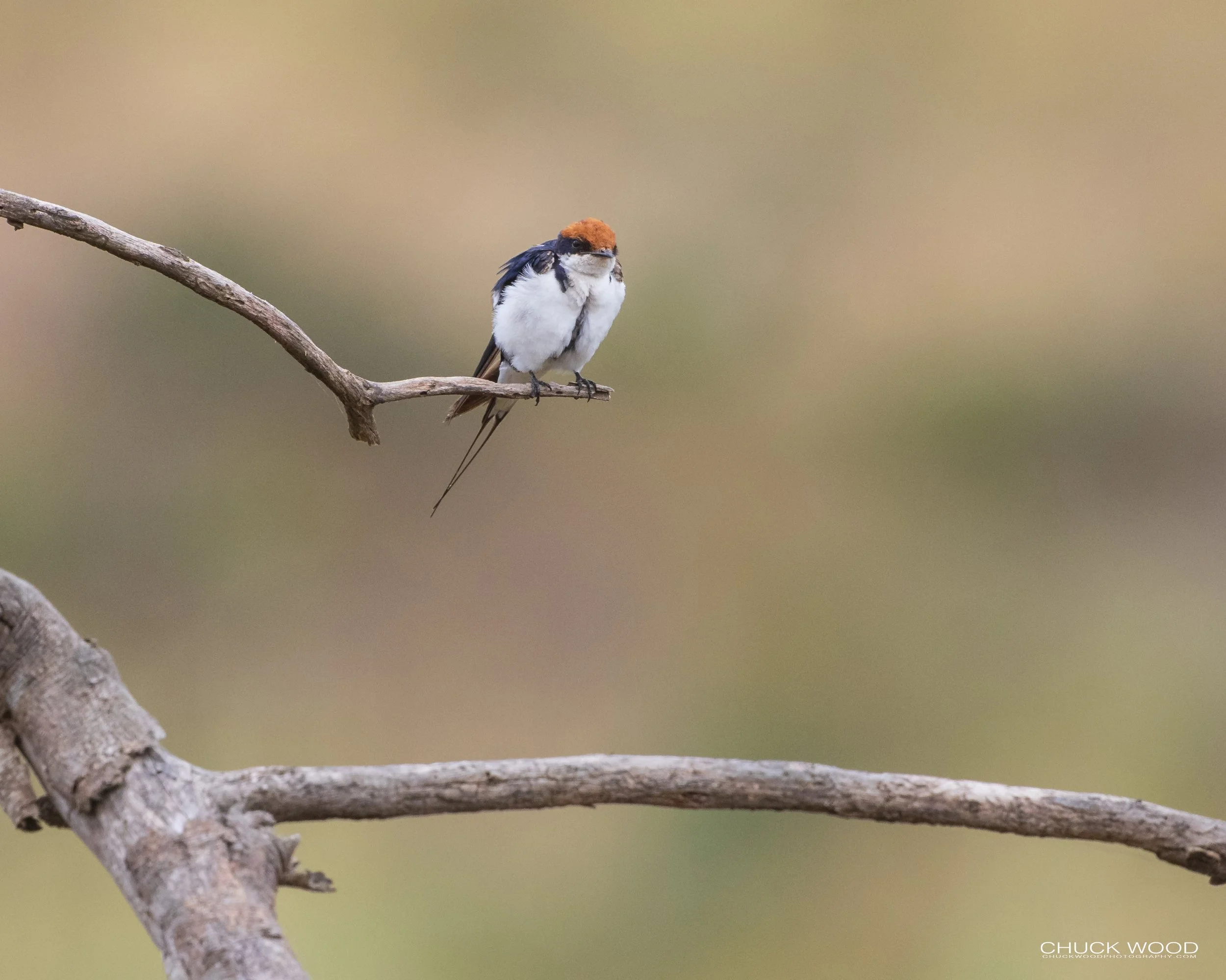  Arusha, Tanzania 2021 