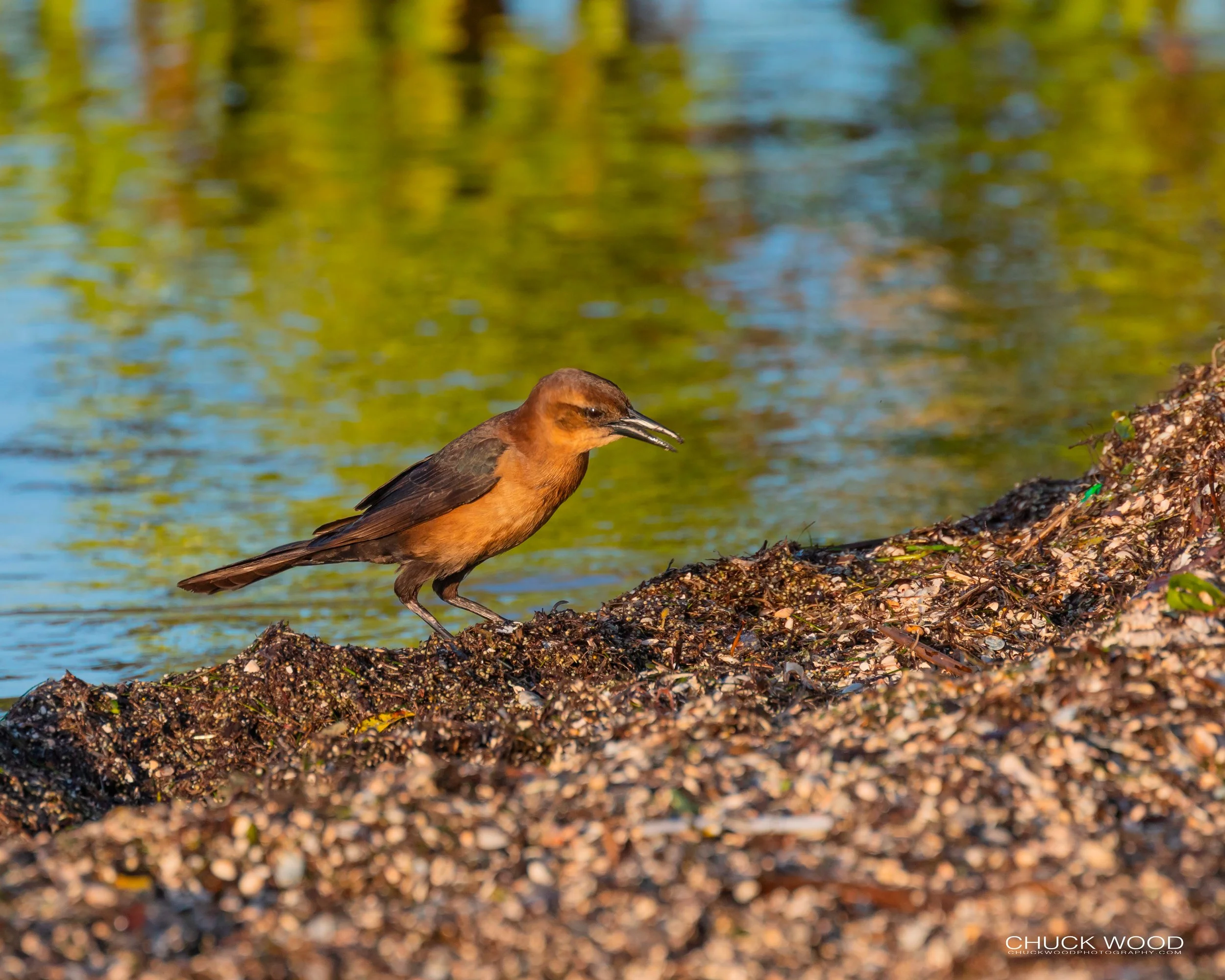  Merritt Island, FL 2019 