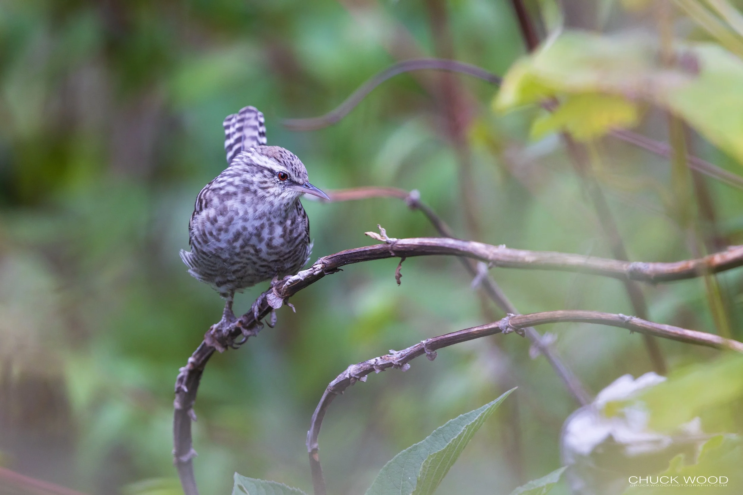  Cuajimoloyas Oaxaca, MX 2022 