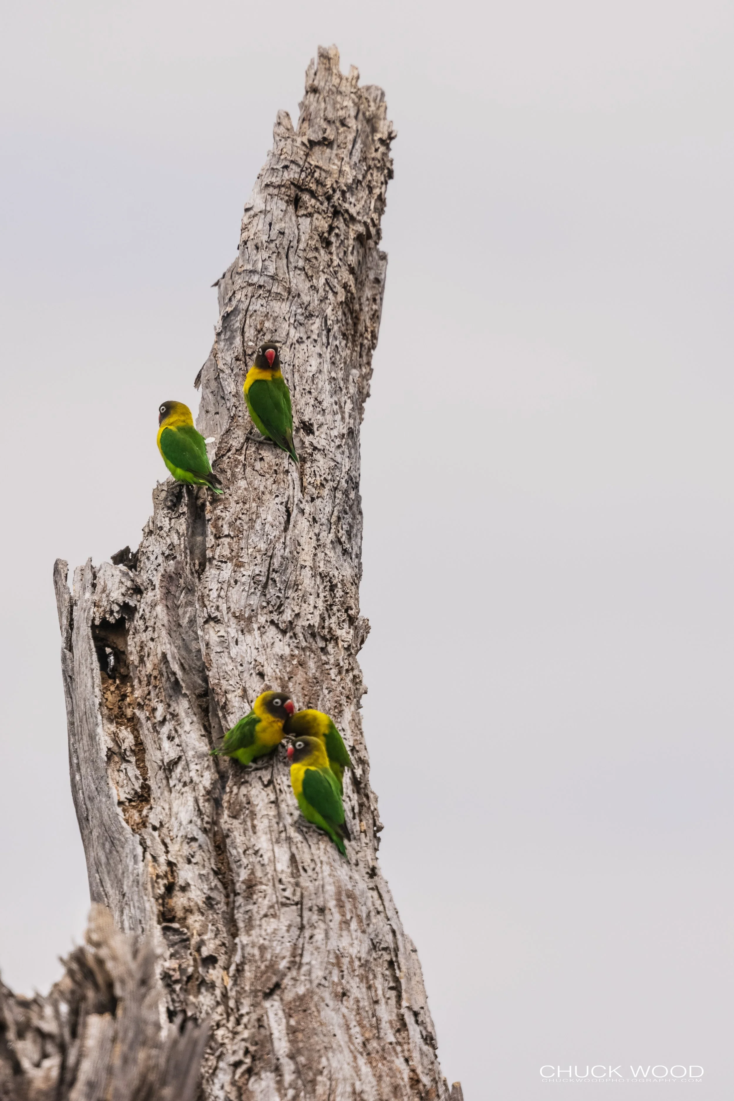  Tarangire, Tanzania 2021 